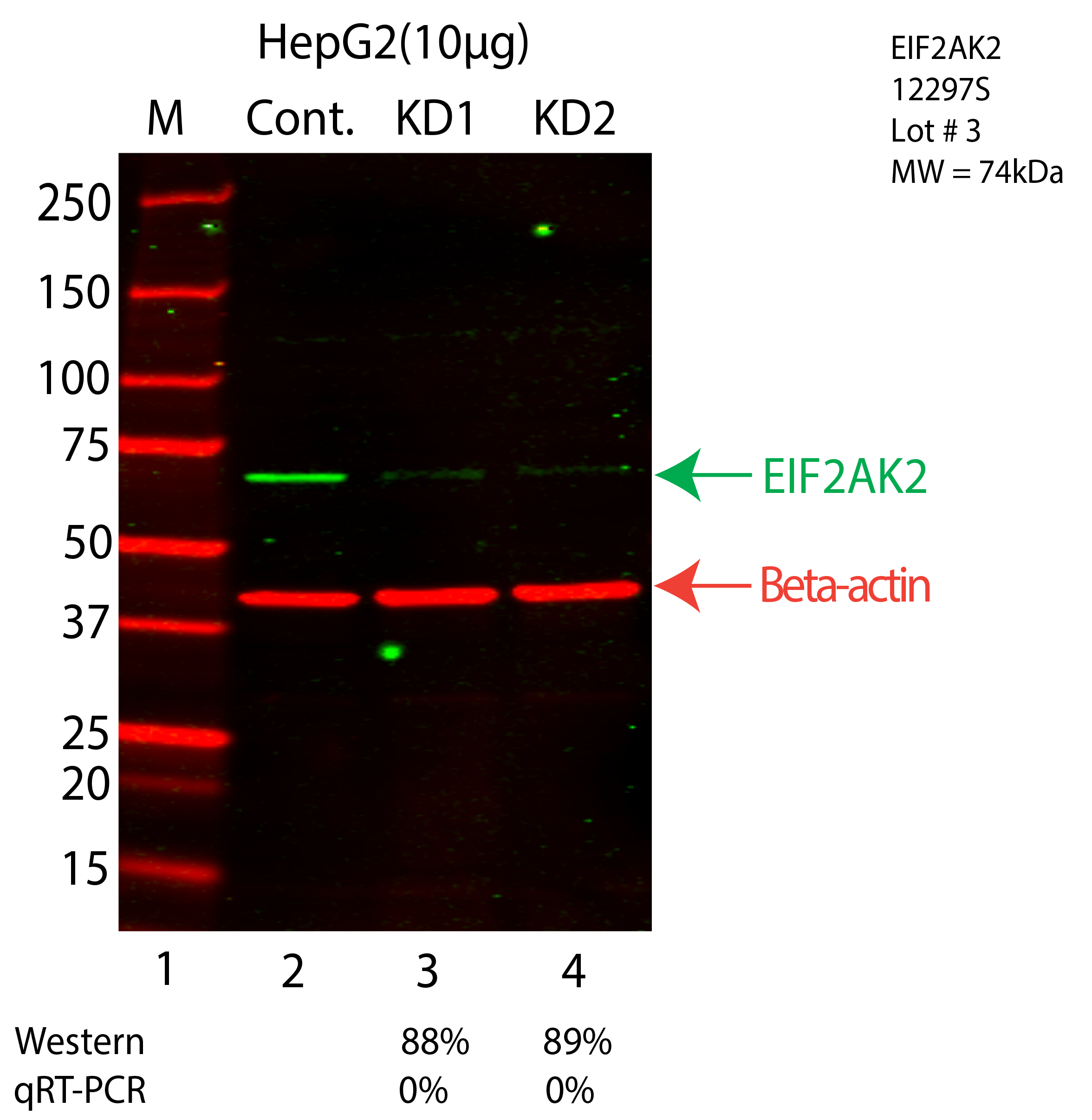 EIF2AK2-HEPG2-CRISPR-12297S.png<br>Caption: Western blot following CRISPR against EIF2AK2 in HepG2 whole cell lysate using EIF2AK2 specific antibody. Lane 1 is a ladder, lane 2 is HepG2 non-targeting control knockdown, lane 3 and 4 are two different CRISPR against EIF2AK2. EIF2AK2 protein appears as the green arrow, Beta-actin serves as a control and appears in red arrow.