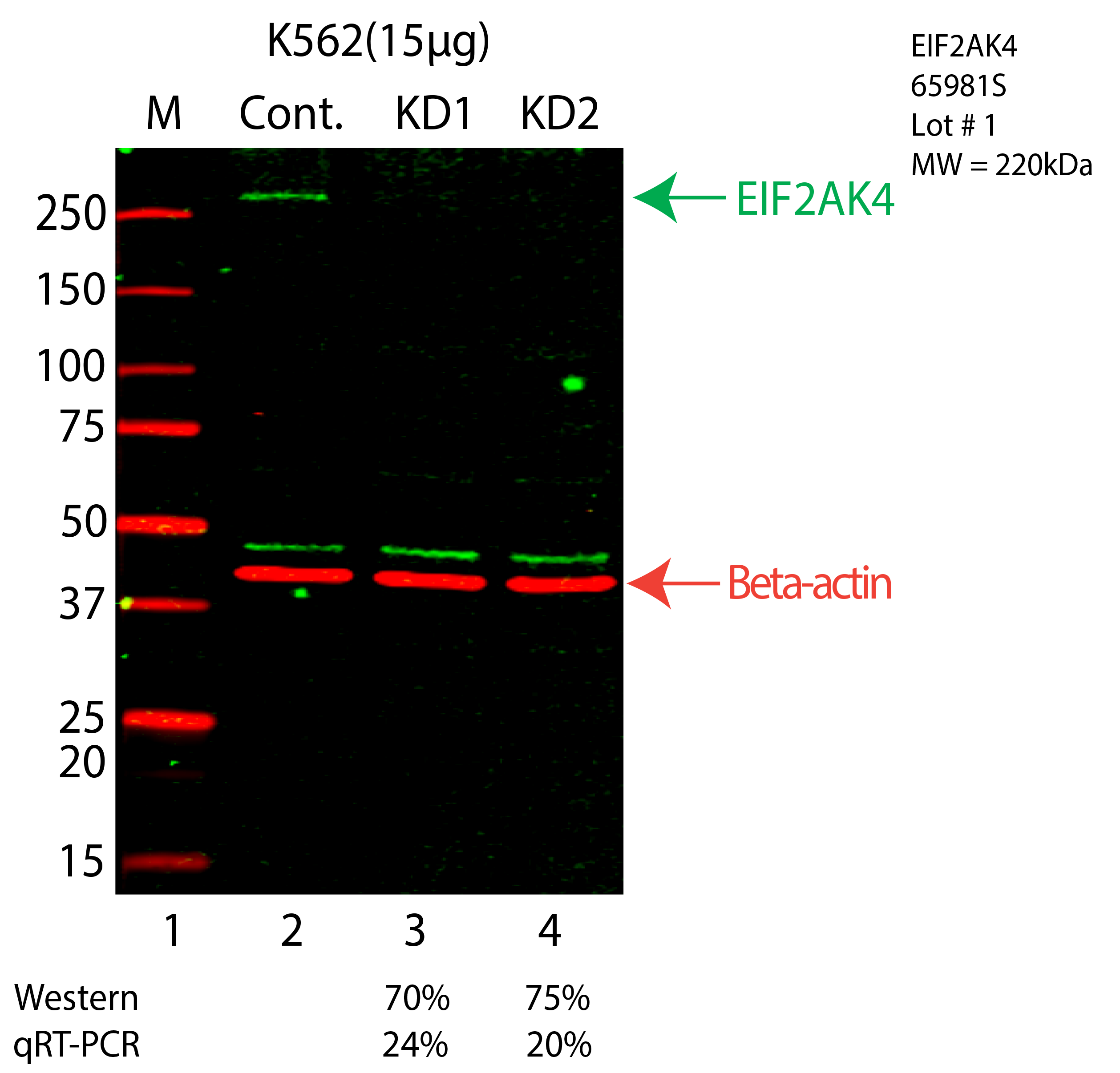 EIF2AK4-K562-CRISPR-65981S.png<br>Caption: Western blot following CRISPR against EIF2AK4 in K562 whole cell lysate using EIF2AK4 specific antibody. Lane 1 is a ladder, lane 2 is K562 non-targeting control knockdown, lane 3 and 4 are two different CRISPR against EIF2AK4. EIF2AK4 protein appears as the green arrow, Beta-actin serves as a control and appears in red arrow.