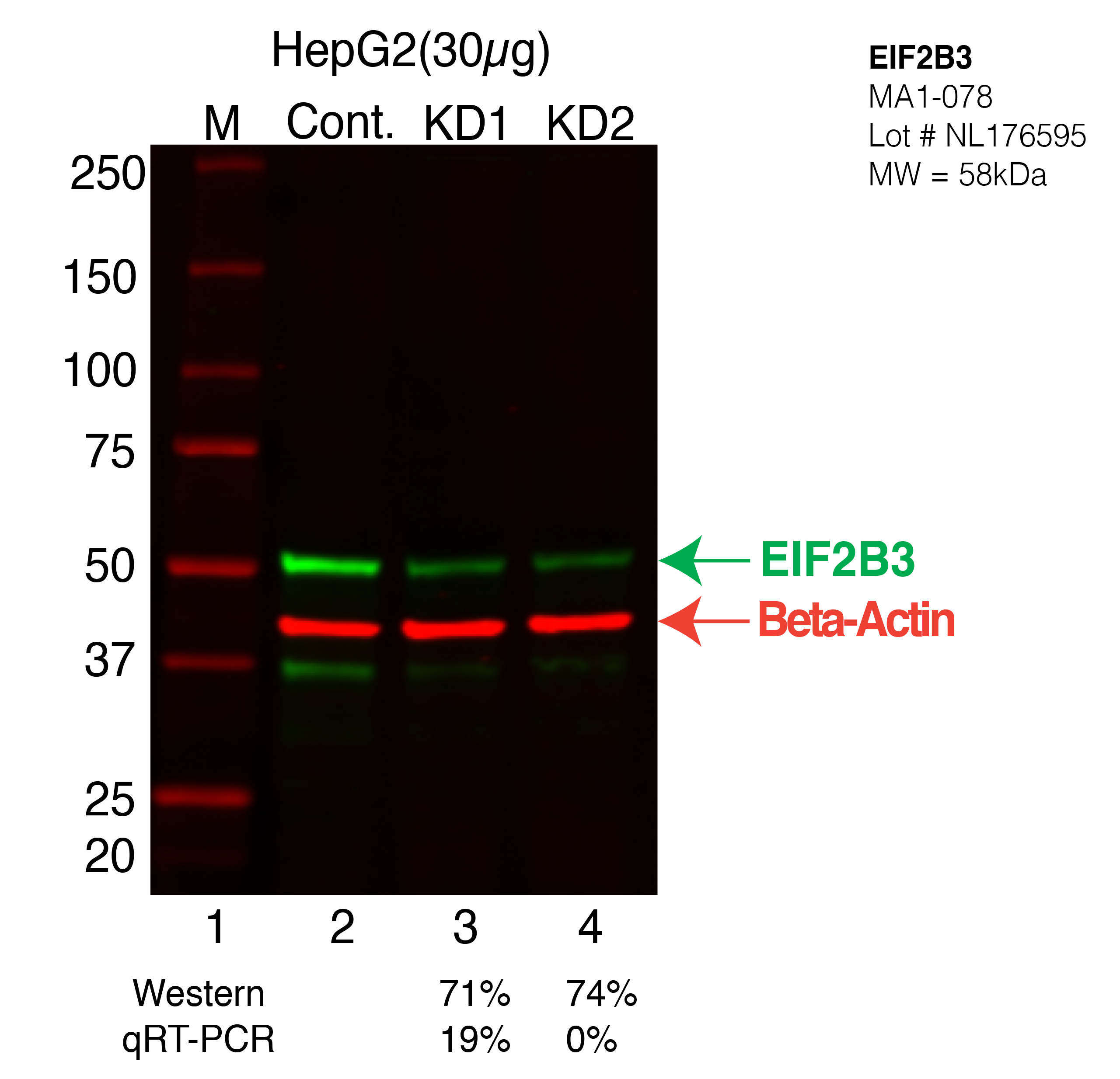 EIF2B3-HEPG2-CRISPR-MA1-078.png<br>Caption: Western blot following CRISPR against EIF2B3 in HepG2 whole cell lysate using EIF2B3 specific antibody. Lane 1 is a ladder, lane 2 is HepG2 non-targeting control knockdown, lane 3 and 4 are two different CRISPR against EIF2B3. EIF2B3 protein appears as the green arrow, Beta-actin serves as a control and appears in red arrow.