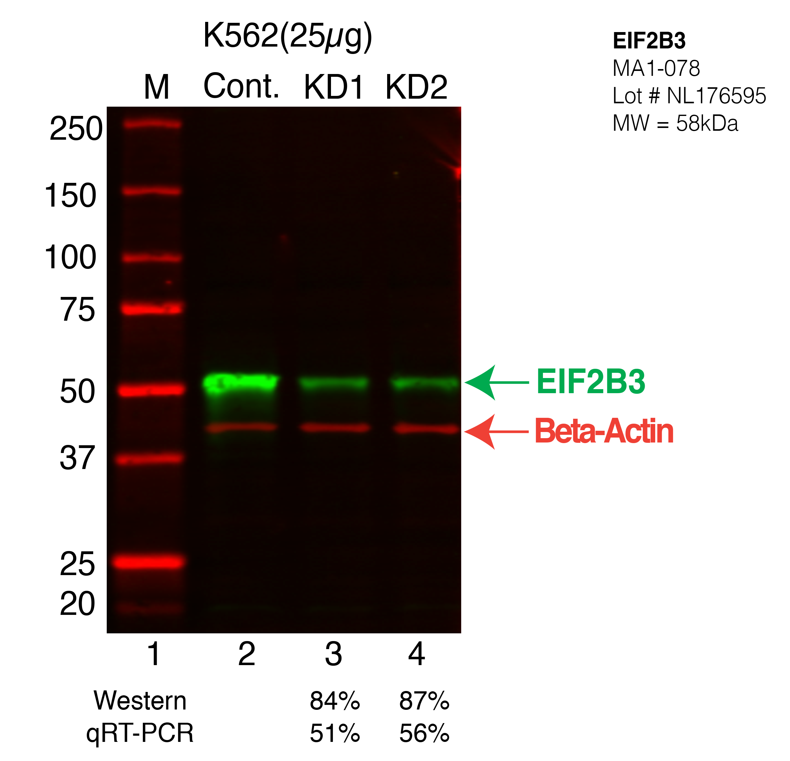 EIF2B3-K562-CRISPR-MA1-078.png<br>Caption: Western blot following CRISPR against EIF2B3 in K562 whole cell lysate using EIF2B3 specific antibody. Lane 1 is a ladder, lane 2 is K562 non-targeting control knockdown, lane 3 and 4 are two different CRISPR against EIF2B3. EIF2B3 protein appears as the green arrow, Beta-actin serves as a control and appears in red arrow.