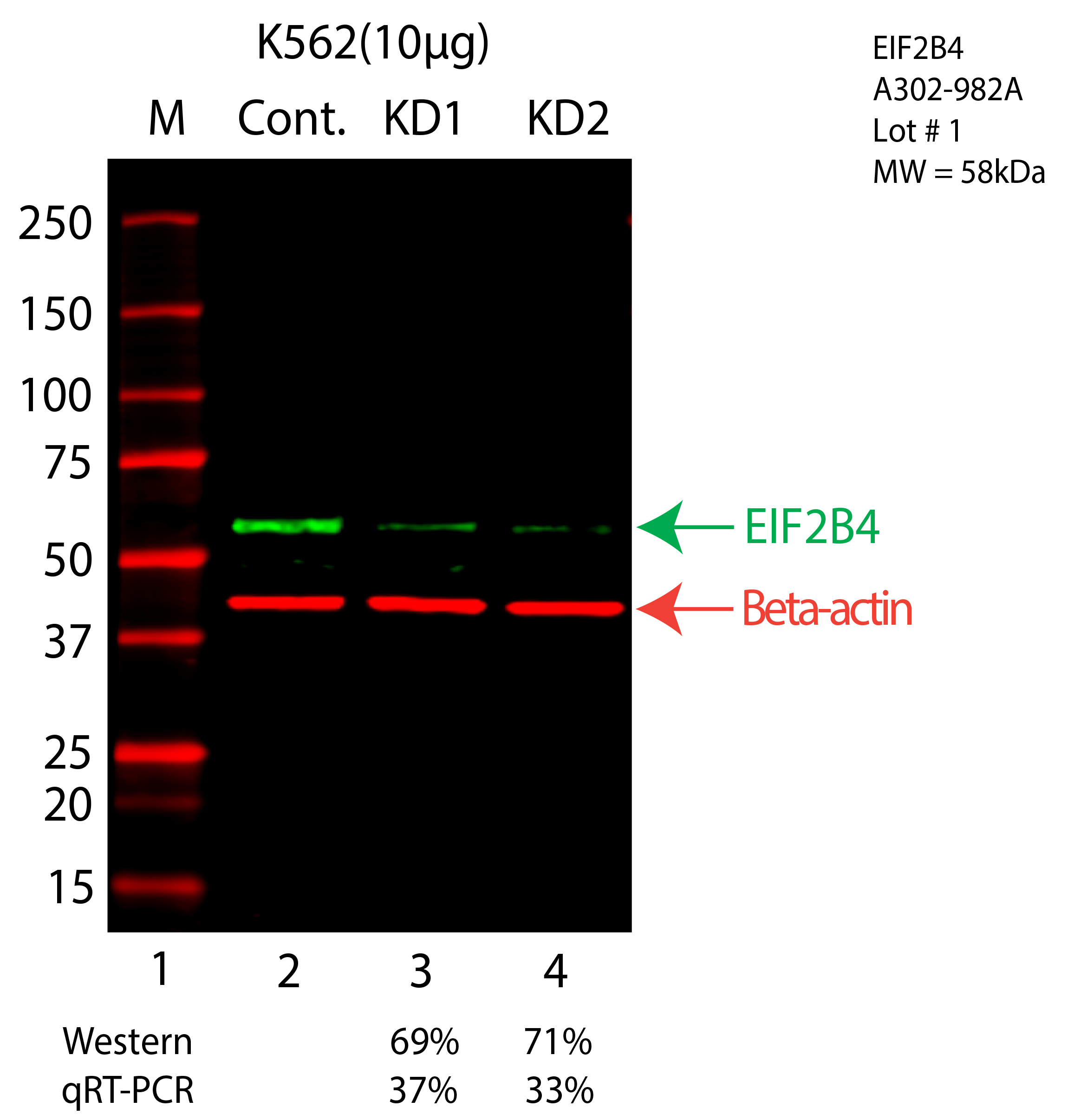 EIF2B4-K562-CRISPR-A302-982A.png<br>Caption: Western blot following CRISPR against EIF2B4 in K562 whole cell lysate using EIF2B4 specific antibody. Lane 1 is a ladder, lane 2 is K562 non-targeting control knockdown, lane 3 and 4 are two different CRISPR against EIF2B4. EIF2B4 protein appears as the green arrow, Beta-actin serves as a control and appears in red arrow.