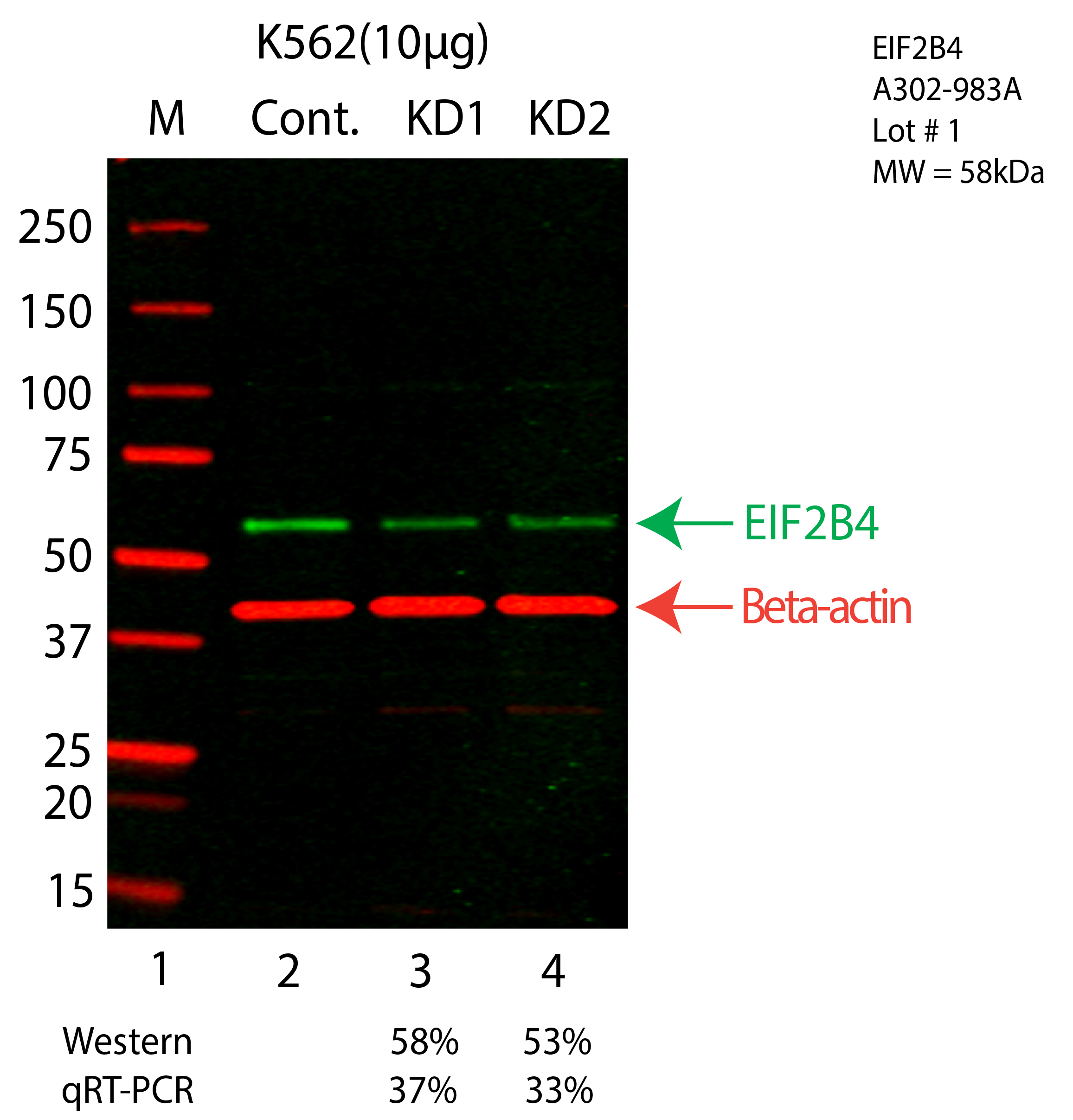 EIF2B4-K562-CRISPR-A302-983A.png<br>Caption: Western blot following CRISPR against EIF2B4 in K562 whole cell lysate using EIF2B4 specific antibody. Lane 1 is a ladder, lane 2 is K562 non-targeting control knockdown, lane 3 and 4 are two different CRISPR against EIF2B4. EIF2B4 protein appears as the green arrow, Beta-actin serves as a control and appears in red arrow.