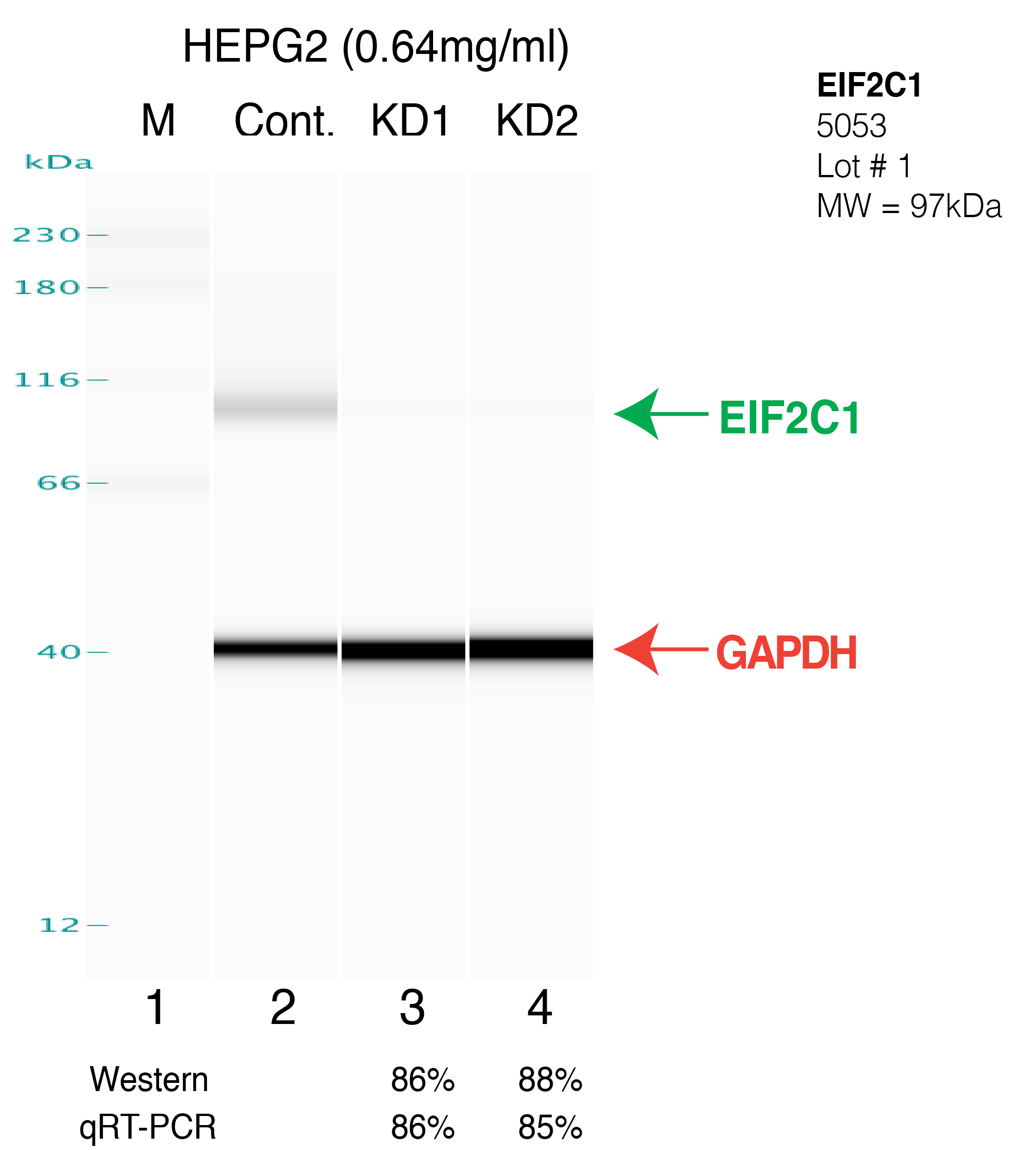 EIF2C1-HEPG2-FU%27S.png<br>Caption: Western blot following shRNA against EIF2C1 in HepG2 whole cell lysate using EIF2C1 specific antibody. Lane 1 is a ladder, lane 2 is HepG2 non-targeting control knockdown, lane 3 and 4 are two different shRNAs against EIF2C1. EIF2C1 protein appears as the green arrow, GAPDH serves as a control and appears in red arrow.