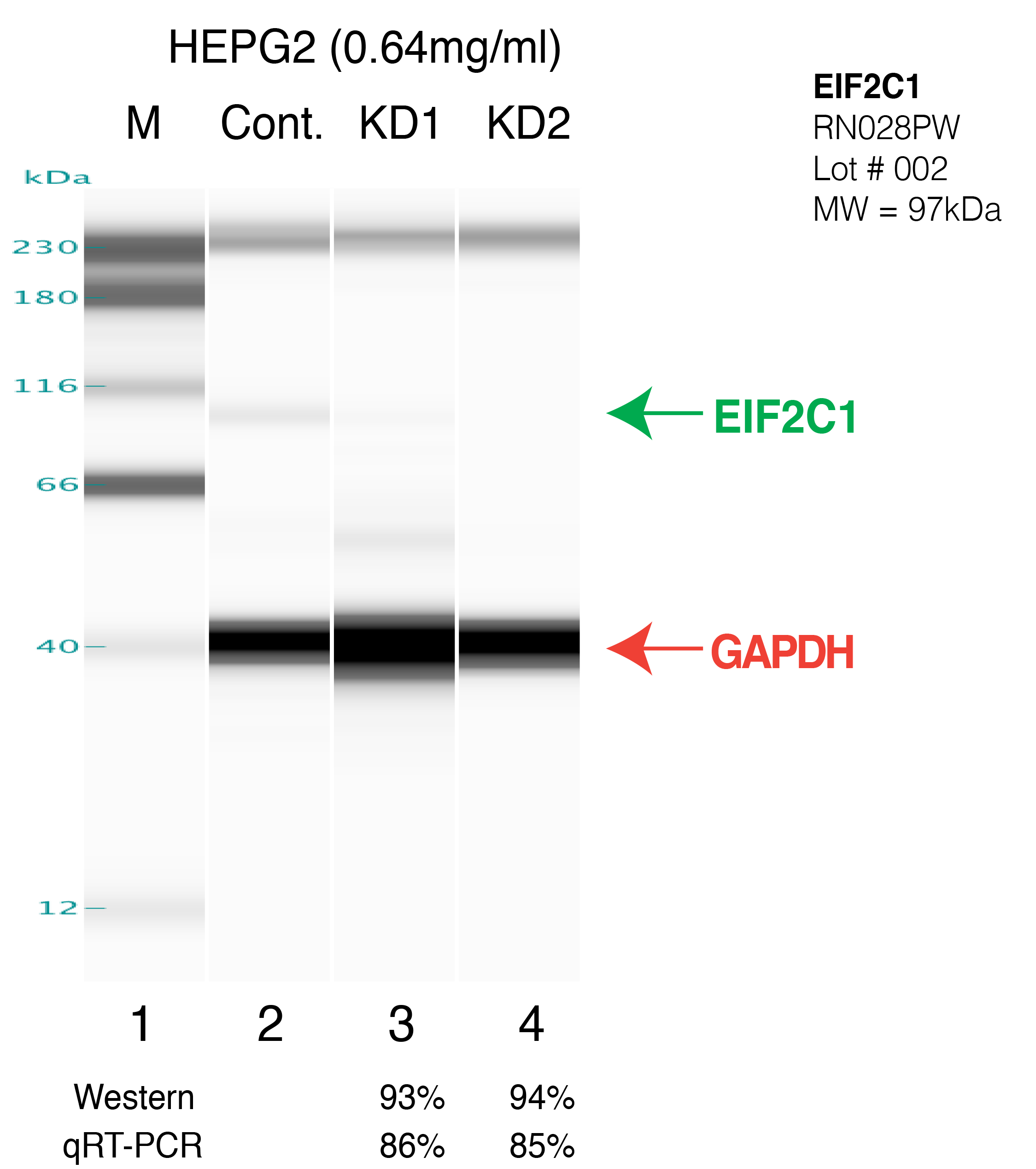 EIF2C1-HEPG2-RN028PW.png<br>Caption: Western blot following shRNA against AGO1/EIF2C1 in HepG2 whole cell lysate using EIF2C1 specific antibody. Lane 1 is a ladder, lane 2 is HepG2 non-targeting control knockdown, lane 3 and 4 are two different shRNAs against EIF2C1. EIF2C1 protein appears as the green arrow, GAPDH serves as a control and appears in red arrow.