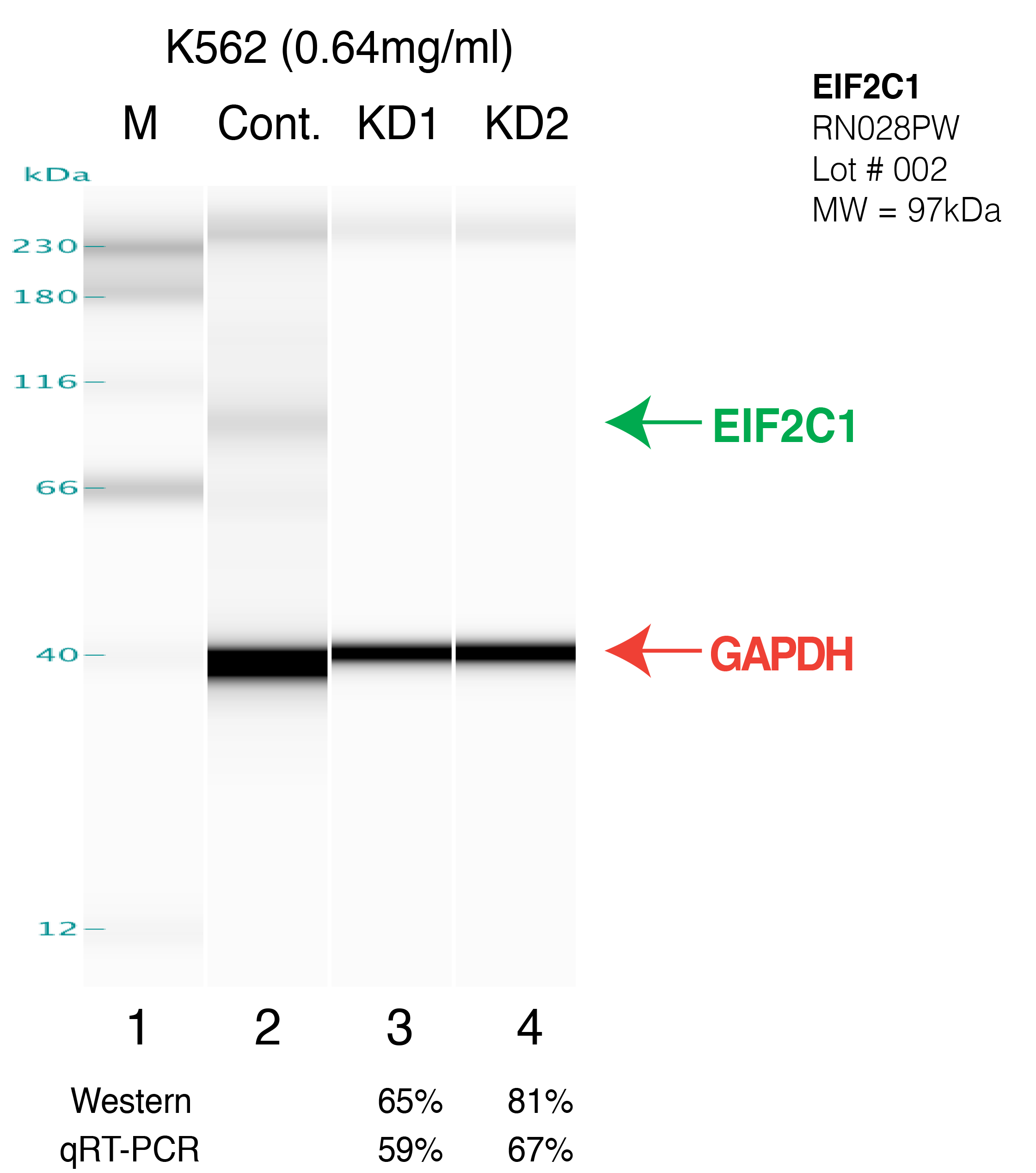 EIF2C1-k562-RN028PW.png<br>Caption: Western blot following shRNA against EIF2C1 in K562 whole cell lysate using EIF2C1 specific antibody. Lane 1 is a ladder, lane 2 is K562 non-targeting control knockdown, lane 3 and 4 are two different shRNAs against EIF2C1. EIF2C1 protein appears as the green arrow, GAPDH serves as a control and appears in red arrow.