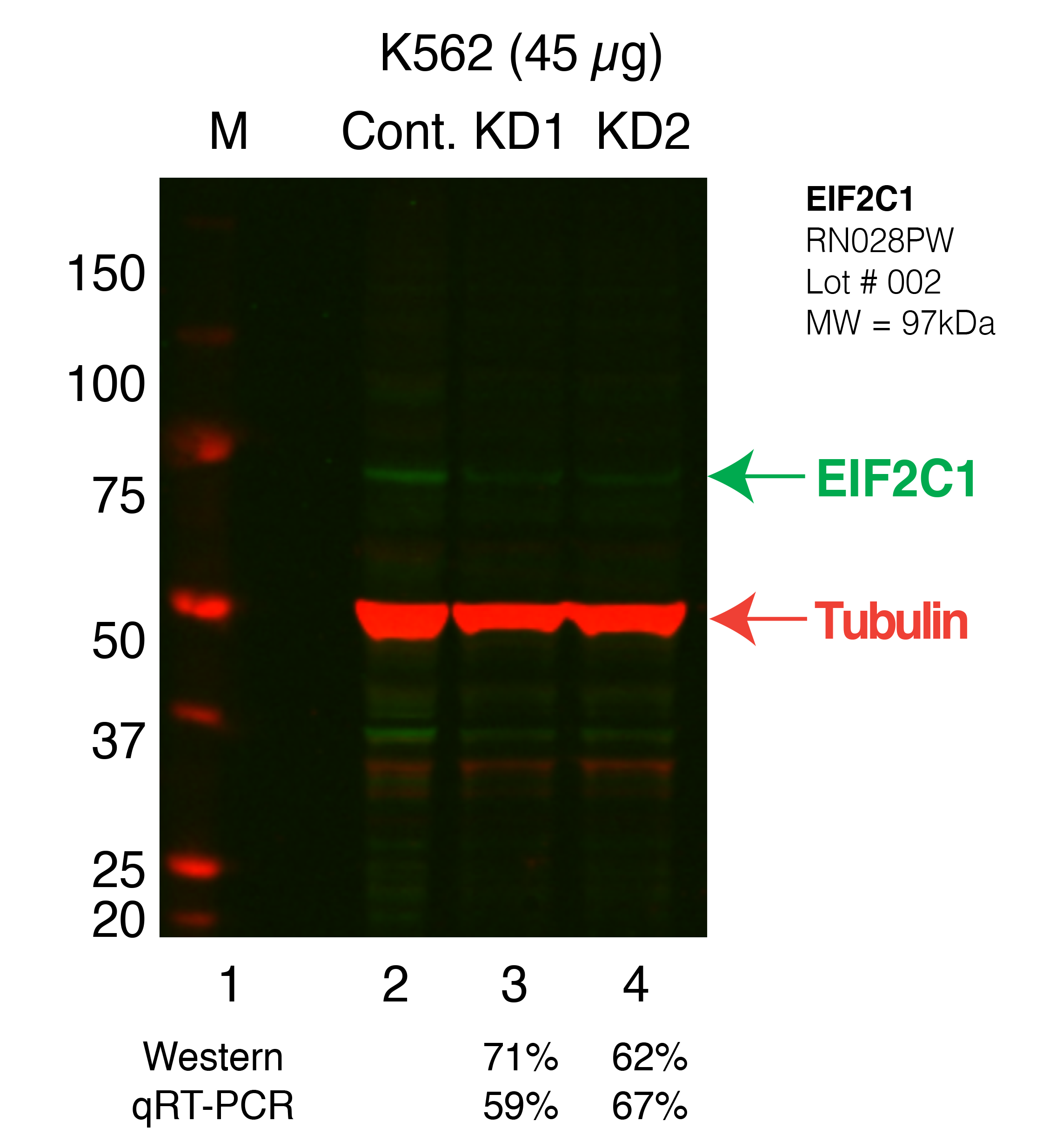 EIF2C1_Secondary_Western.png<br>Caption: Western blot following shRNA against AGO1 in K562 whole cell lysate using AGO1 specific antibody. Lane 1 is a ladder, lane 2 is K562 non-targeting control knockdown, lane 3 and 4 are two different shRNA against AGO1. AGO1 protein appears as the green arrow, Tubulin serves as a control and appears in red arrow.