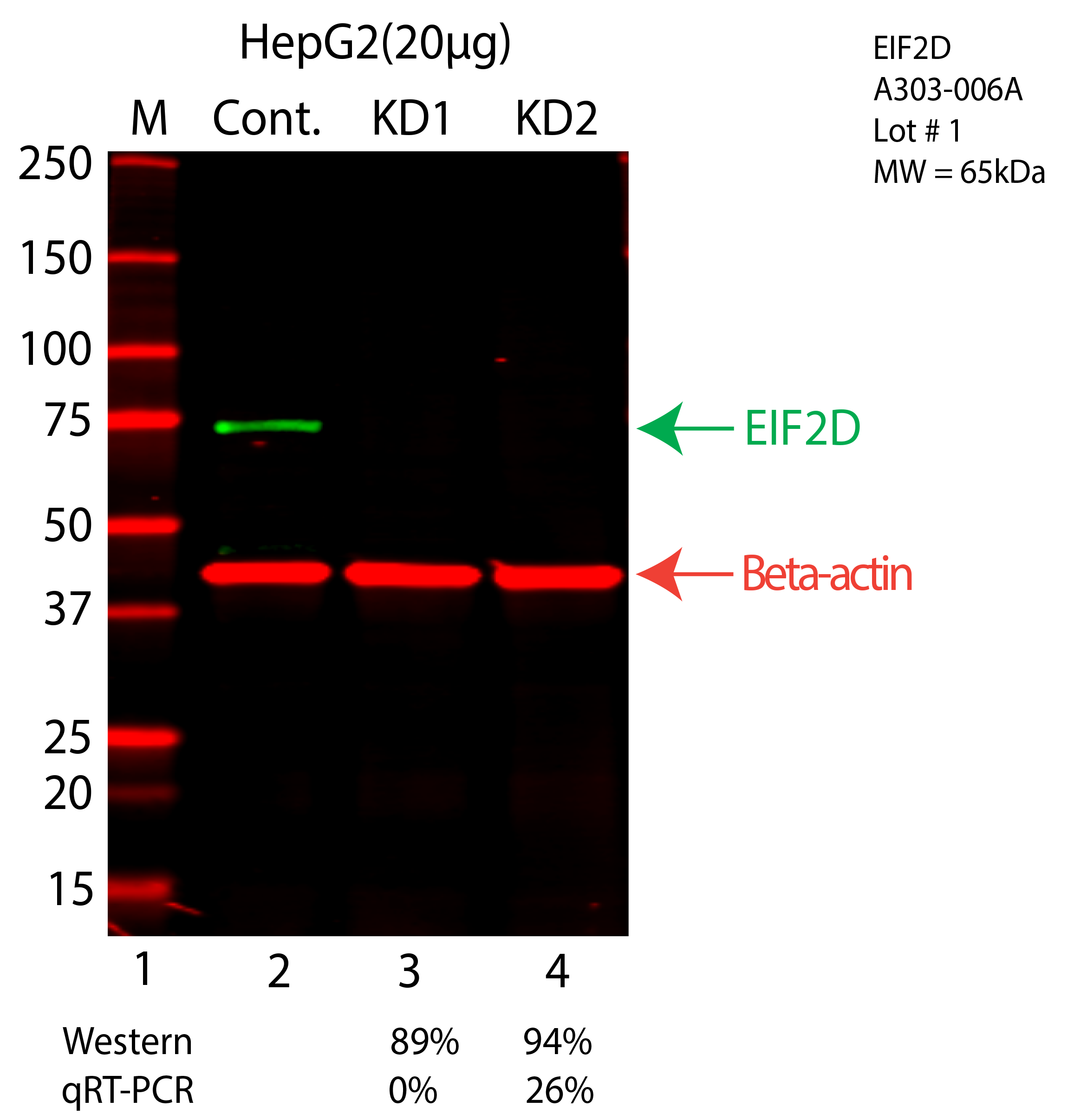 EIF2D-HEPG2-CRISPR-A303-006A.png<br>Caption: Western blot following CRISPR against EIF2D in HepG2 whole cell lysate using EIF2D specific antibody. Lane 1 is a ladder, lane 2 is HepG2 non-targeting control knockdown, lane 3 and 4 are two different CRISPR against EIF2D. EIF2D protein appears as the green arrow, Beta-actin serves as a control and appears in red arrow.