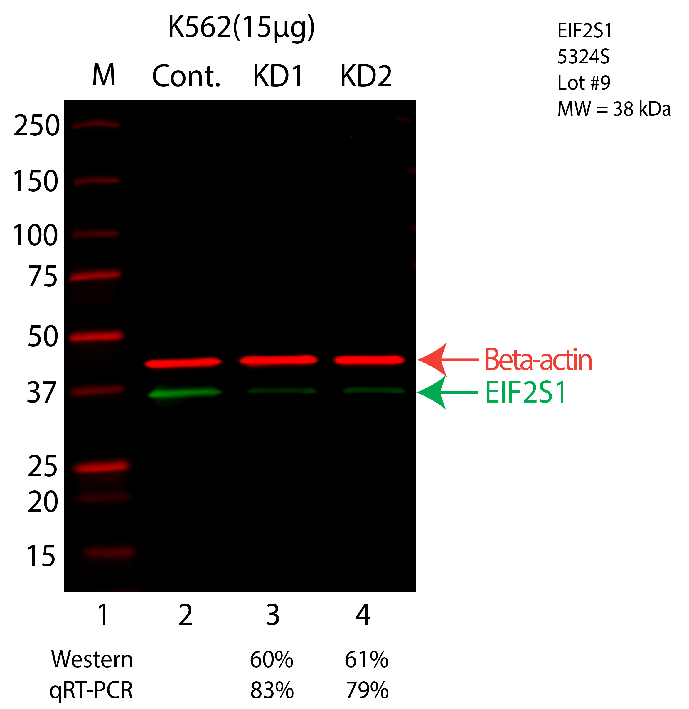 EIF2S1-K562-CRISPR-5324S.png<br>Caption: Western blot following CRISPR against EIF2S1 in K562 whole cell lysate using EIF2S1 specific antibody. Lane 1 is a ladder, lane 2 is K562 non-targeting control knockdown, lane 3 and 4 are two different CRISPR against EIF2S1. EIF2S1 protein appears as the green arrow, Beta-actin serves as a control and appears in red arrow.