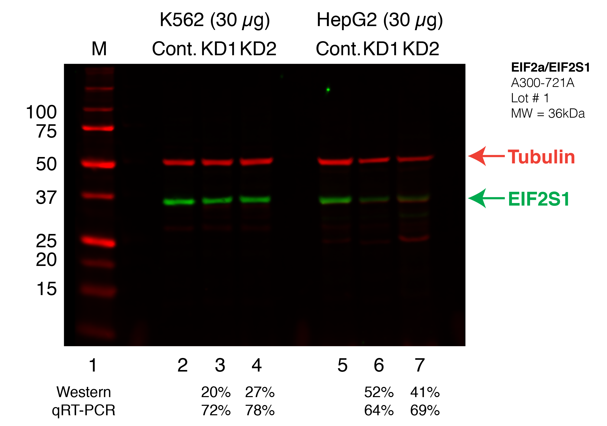 EIF2S1_Secondary_Western.png<br>Caption: Western blot following shRNA against EIF2S1 in K562 and HepG2 whole cell lysate using EIF2S1 specific antibody. Lane 1 is a ladder, lane 2 is K562 non-targeting control knockdown, lane 2 and 3 are two different shRNAs against EIF2S1. Lanes 5-7 follow the same pattern, but in HepG2. EIF2S1 protein appears as the green band, GAPDH serves as a control and appears in red.