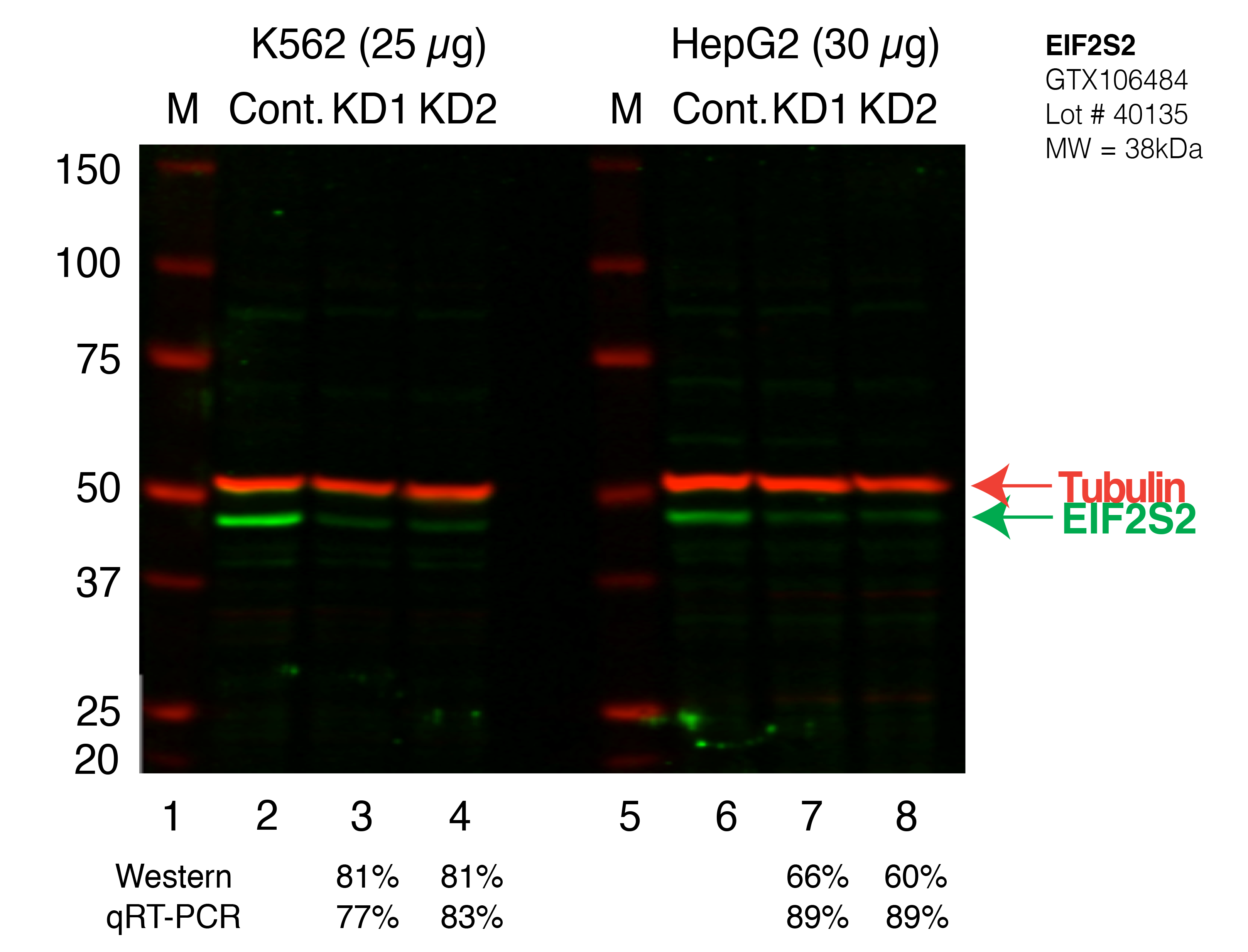 EIF2S2_Secondary_Western.png<br>Caption: Western blot following shRNA against EIF2B in K562 and HepG2 whole cell lysate using EIF2B specific antibody. Lane 1 is a ladder, lane 2 is K562 non-targeting control knockdown, lane 3 and 4 are two different shRNAs against EIF2B. Lanes 5-8 follow the same pattern, but in HepG2. EIF2B protein appears as the green band, Tubulin serves as a control and appears in red.