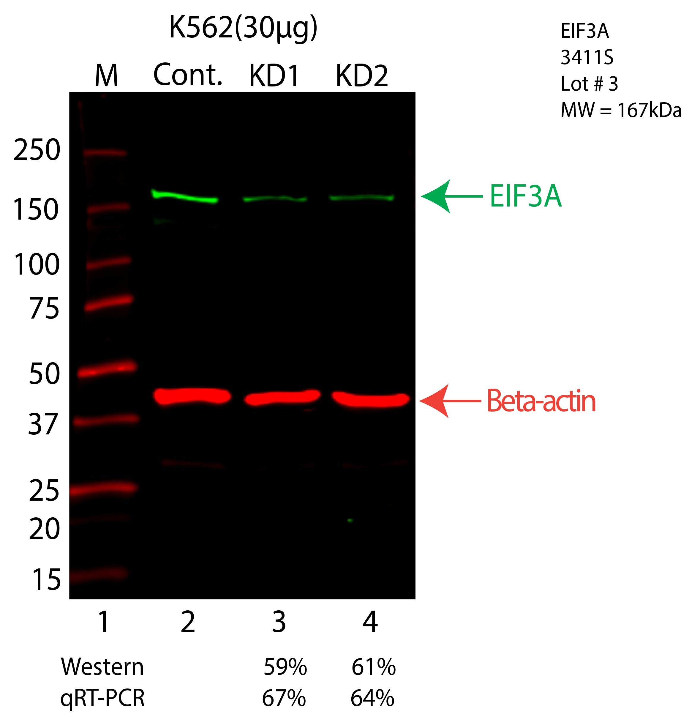 EIF3A-K562-3411S.png<br>Caption: Western blot following shRNA against EIF3A in K562 whole cell lysate using EIF3A specific antibody. Lane 1 is a ladder, lane 2 is K562 non-targeting control knockdown, lane 3 and 4 are two different shRNA against EIF3A. EIF3A protein appears as the green arrow, Beta-actin serves as a control and appears in red arrow.