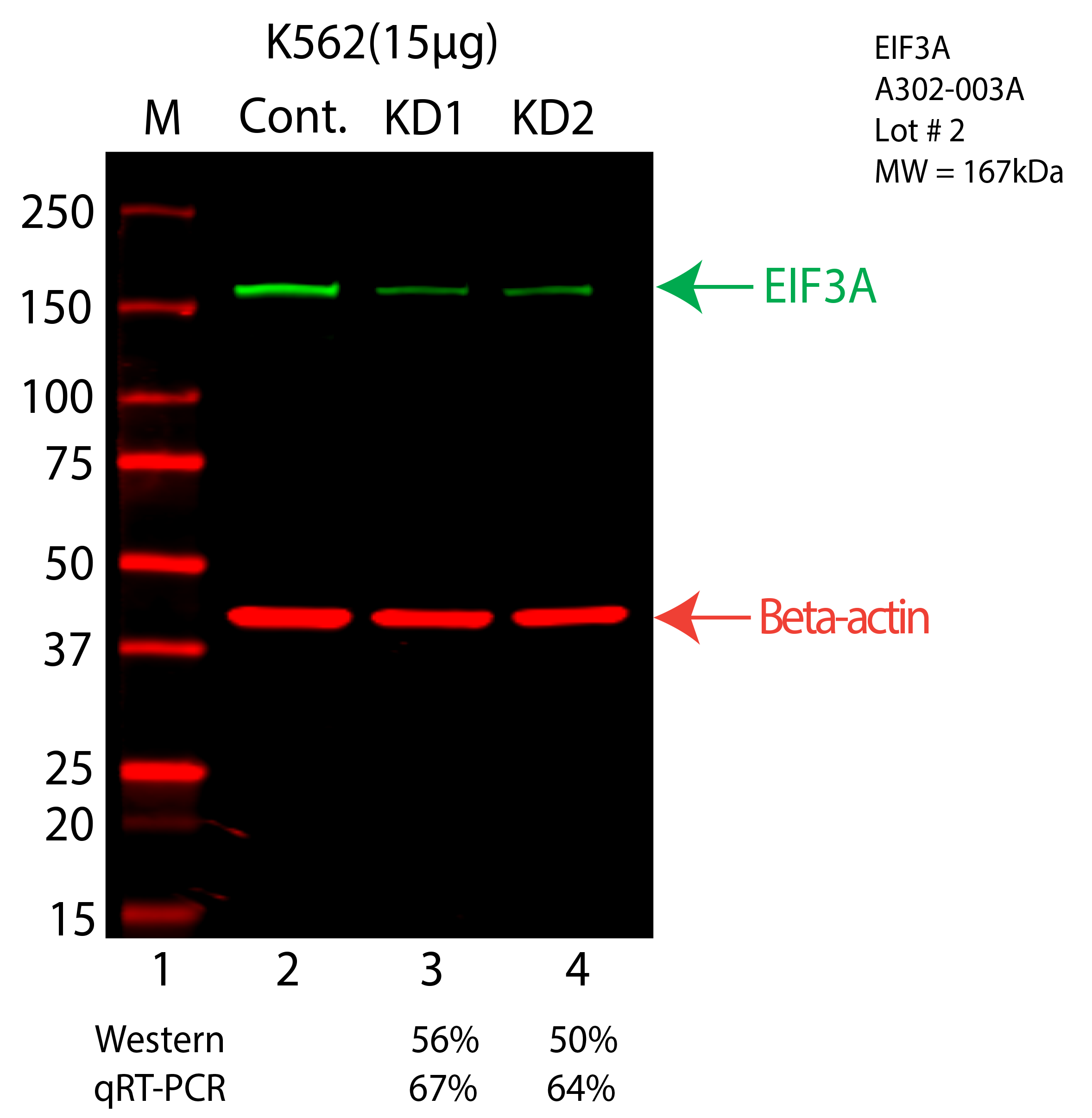 EIF3A-K562-A302-003A.png<br>Caption: Western blot following shRNA against EIF3A in K562 whole cell lysate using EIF3A specific antibody. Lane 1 is a ladder, lane 2 is K562 non-targeting control knockdown, lane 3 and 4 are two different shRNA against EIF3A. EIF3A protein appears as the green arrow, Beta-actin serves as a control and appears in red arrow.