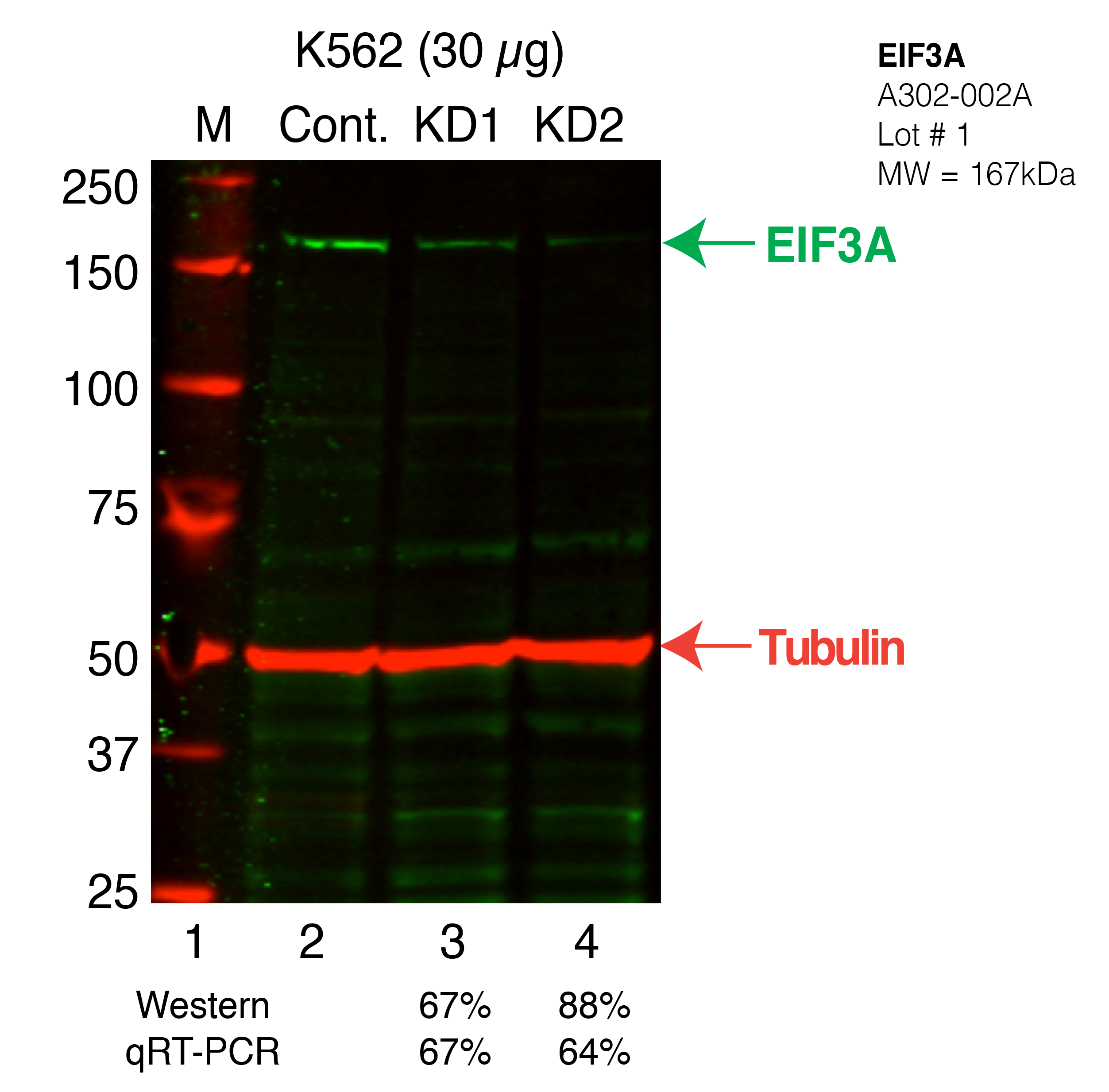 EIF3A_Secondary_Western.png<br>Caption: Western blot following shRNA against EIF3A in K562 whole cell lysate using EIF3A specific antibody. Lane 1 is a ladder, lane 2 is K562 non-targeting control knockdown, lane 3 and 4 are two different shRNAs against EIF3A. EIF3A protein appears as the green band, Tubulin serves as a control and appears in red.