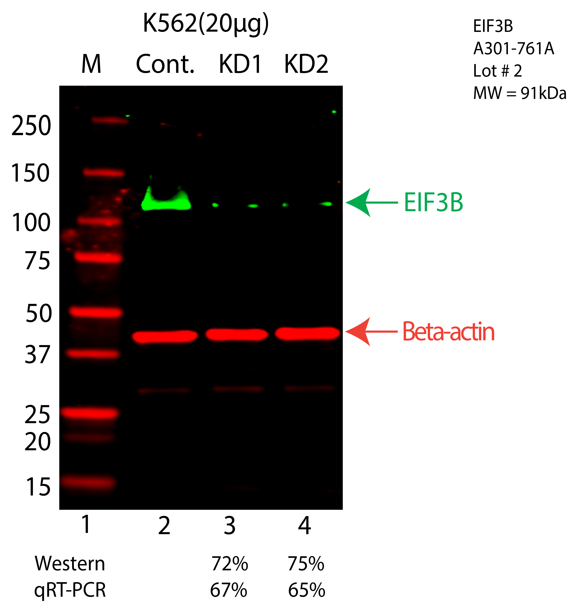 EIF3B-K562-CRISPR-A301-761A.png<br>Caption: Western blot following CRISPR against EIF3B in K562 whole cell lysate using EIF3B specific antibody. Lane 1 is a ladder, lane 2 is K562 non-targeting control knockdown, lane 3 and 4 are two different CRISPR against EIF3B. EIF3B protein appears as the green arrow, Beta-actin serves as a control and appears in red arrow.