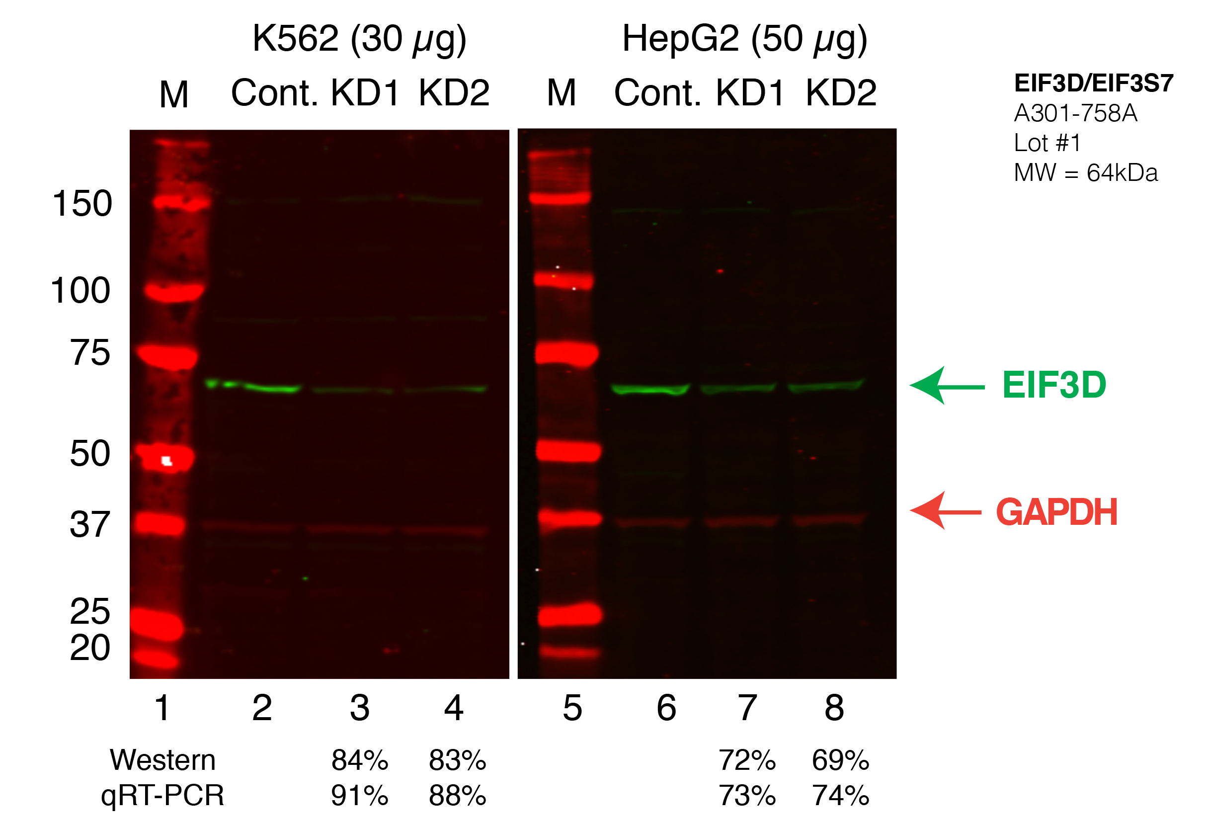 EIF3D_Secondary_Western.png<br>Caption: Western blot following shRNA against EIF3D in K562 and HepG2 whole cell lysate using EIF3D specific antibody. Lane 1 is a ladder, lane 2 is K562 non-targeting control knockdown, lane 2 and 3 are two different shRNAs against EIF3D. Lanes 5-7 follow the same pattern, but in HepG2. EIF3D protein appears as the green band, GAPDH serves as a control and appears in red.