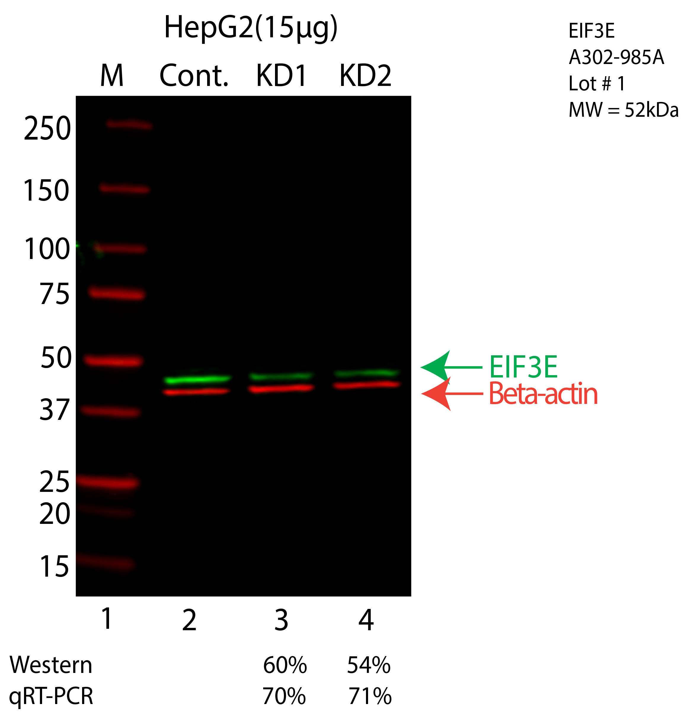 EIF3E-HEPG2-CRISPR-A302-985A.png<br>Caption: Western blot following CRISPR against EIF3E in HepG2 whole cell lysate using EIF3E specific antibody. Lane 1 is a ladder, lane 2 is HepG2 non-targeting control knockdown, lane 3 and 4 are two different CRISPR against EIF3E. EIF3E protein appears as the green arrow, Beta-actin serves as a control and appears in red arrow.