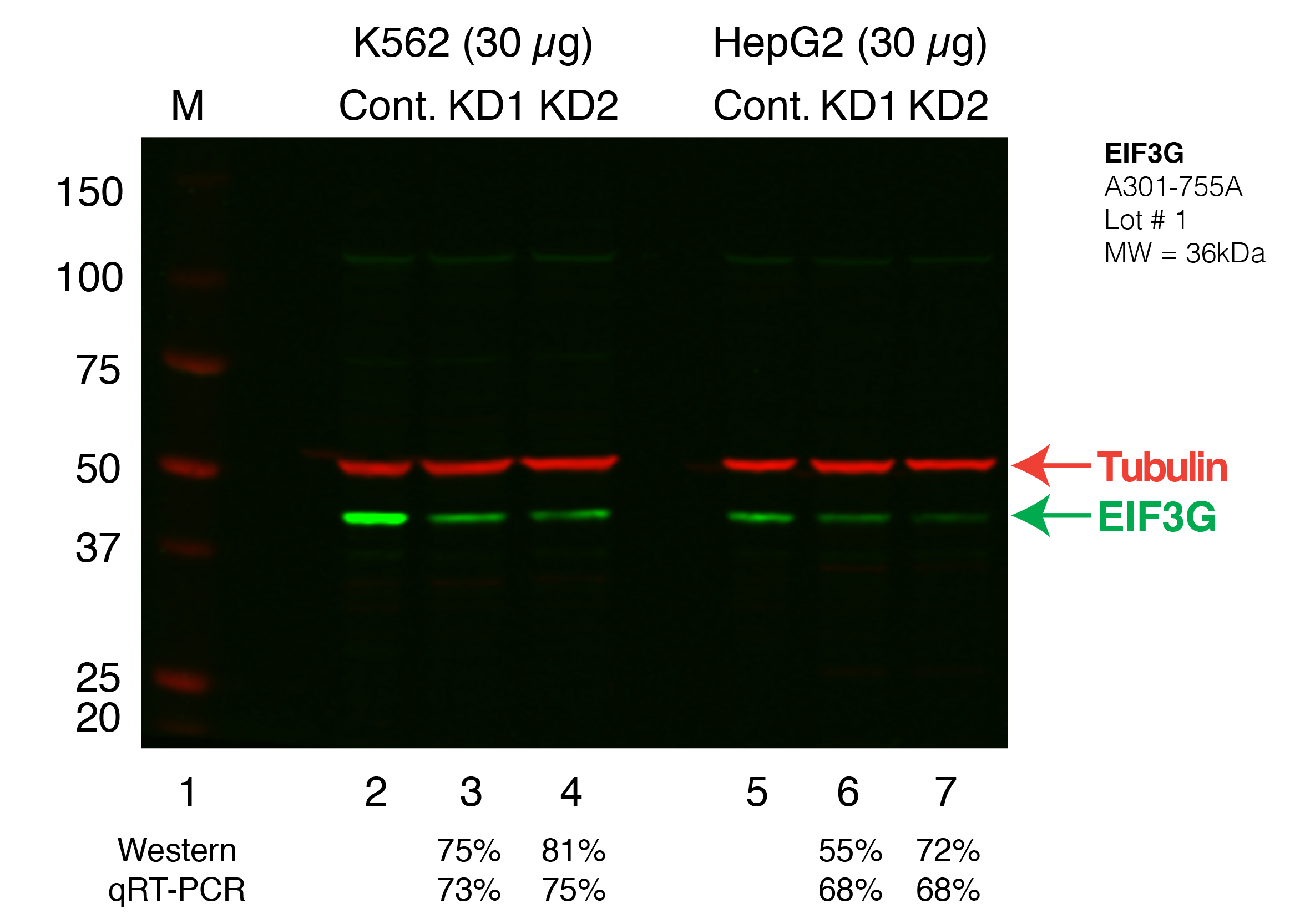 EIF3G_Secondary_Western.png<br>Caption: Western blot following shRNA against EIF3G in K562 and HepG2 whole cell lysate using EIF3G specific antibody. Lane 1 is a ladder, lane 2 is K562 non-targeting control knockdown, lane 2 and 3 are two different shRNAs against EIF3G. Lanes 5-7 follow the same pattern, but in HepG2. EIF3G protein appears as the green band, GAPDH serves as a control and appears in red.