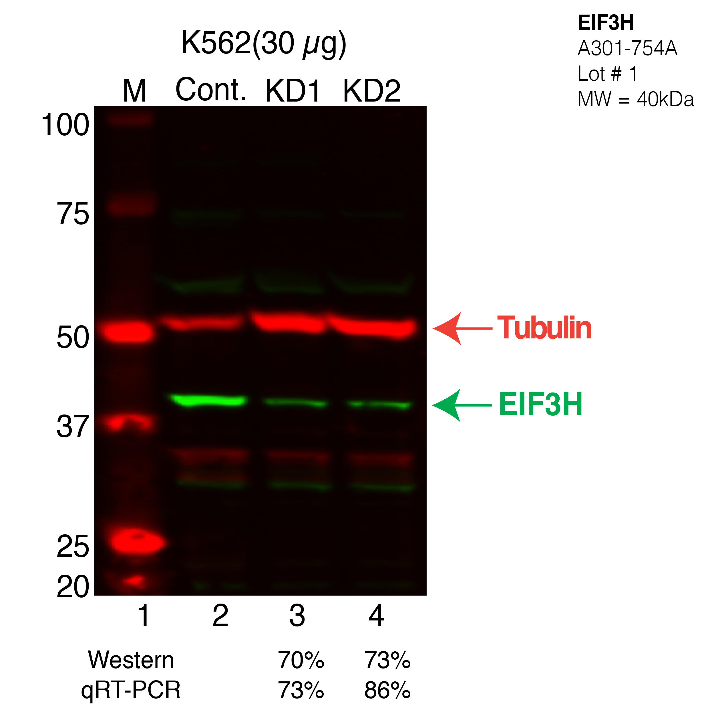 EIF3H-K562-CRISPR.png<br>Caption: Western blot following CRISPR against EIF3H in K562 whole cell lysate using EIF3H specific antibody. Lane 1 is a ladder, lane 2 is K562 non-targeting control knockdown, lane 3 and 4 are two different CRISPR against EIF3H. EIF3H protein appears as the green arrow, Tubulin serves as a control and appears in red arrow.