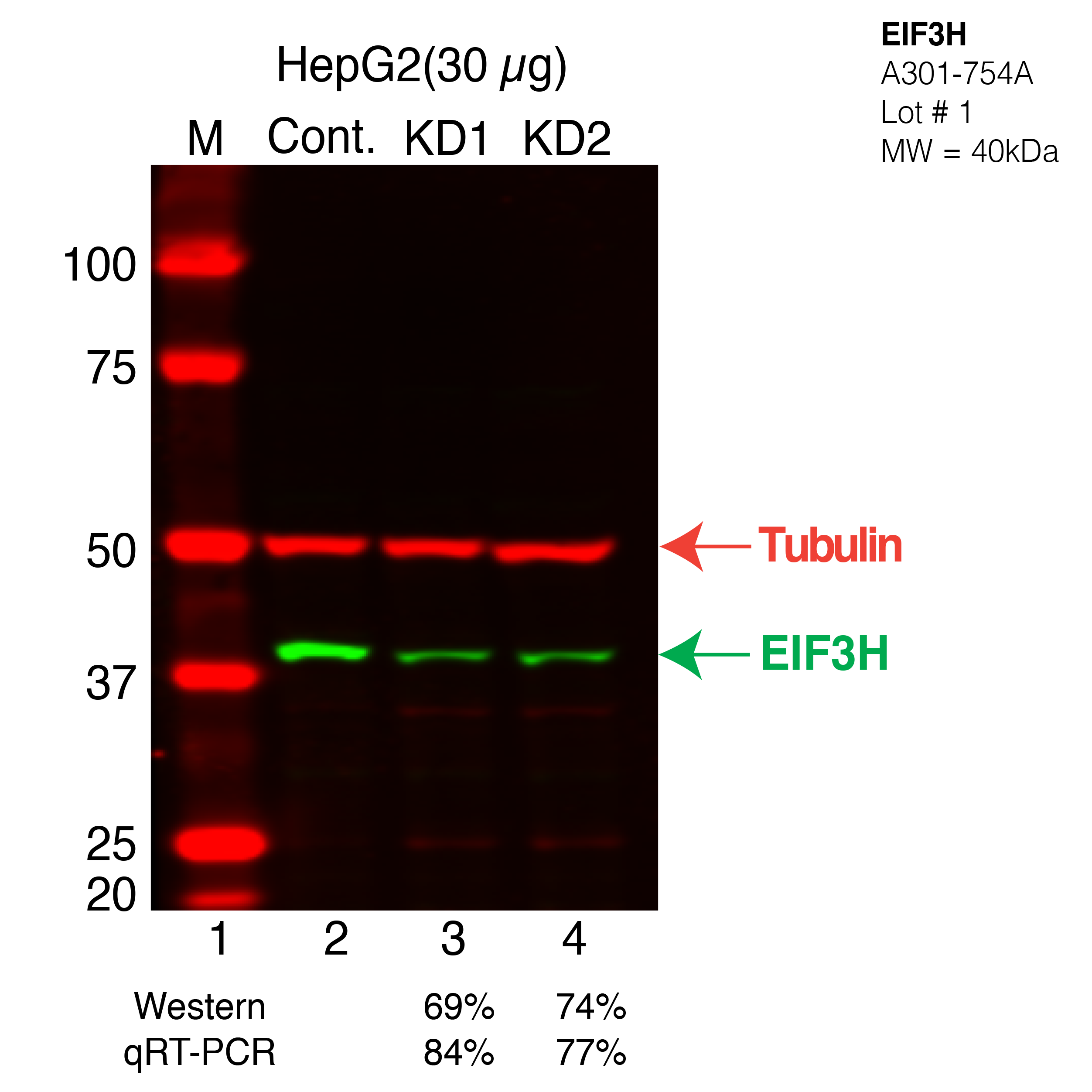 EIF3H-hepg2-CRISPR.png<br>Caption: Western blot following CRISPR against EIF3H in HepG2 whole cell lysate using EIF3H specific antibody. Lane 1 is a ladder, lane 2 is HepG2 non-targeting control knockdown, lane 3 and 4 are two different CRISPR against EIF3H. EIF3H protein appears as the green band, Tubulin serves as a control and appears in red.