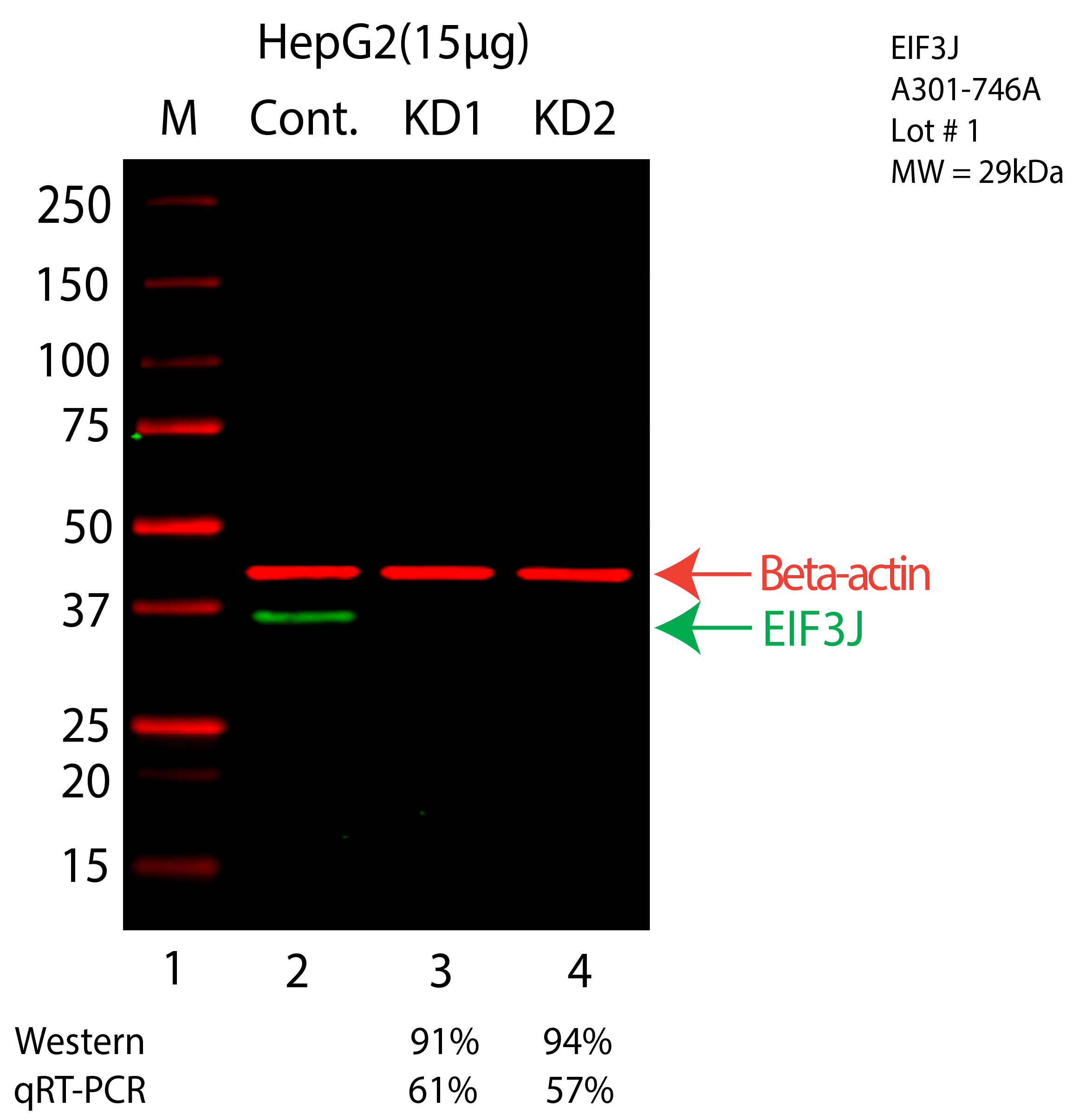 EIF3J-HEPG2-CRISPR-A301-746A.png<br>Caption: Western blot following CRISPR against EIF3J in HepG2 whole cell lysate using EIF3J specific antibody. Lane 1 is a ladder, lane 2 is HepG2 non-targeting control knockdown, lane 3 and 4 are two different CRISPR against EIF3J. EIF3J protein appears as the green arrow, Beta-actin serves as a control and appears in red arrow.