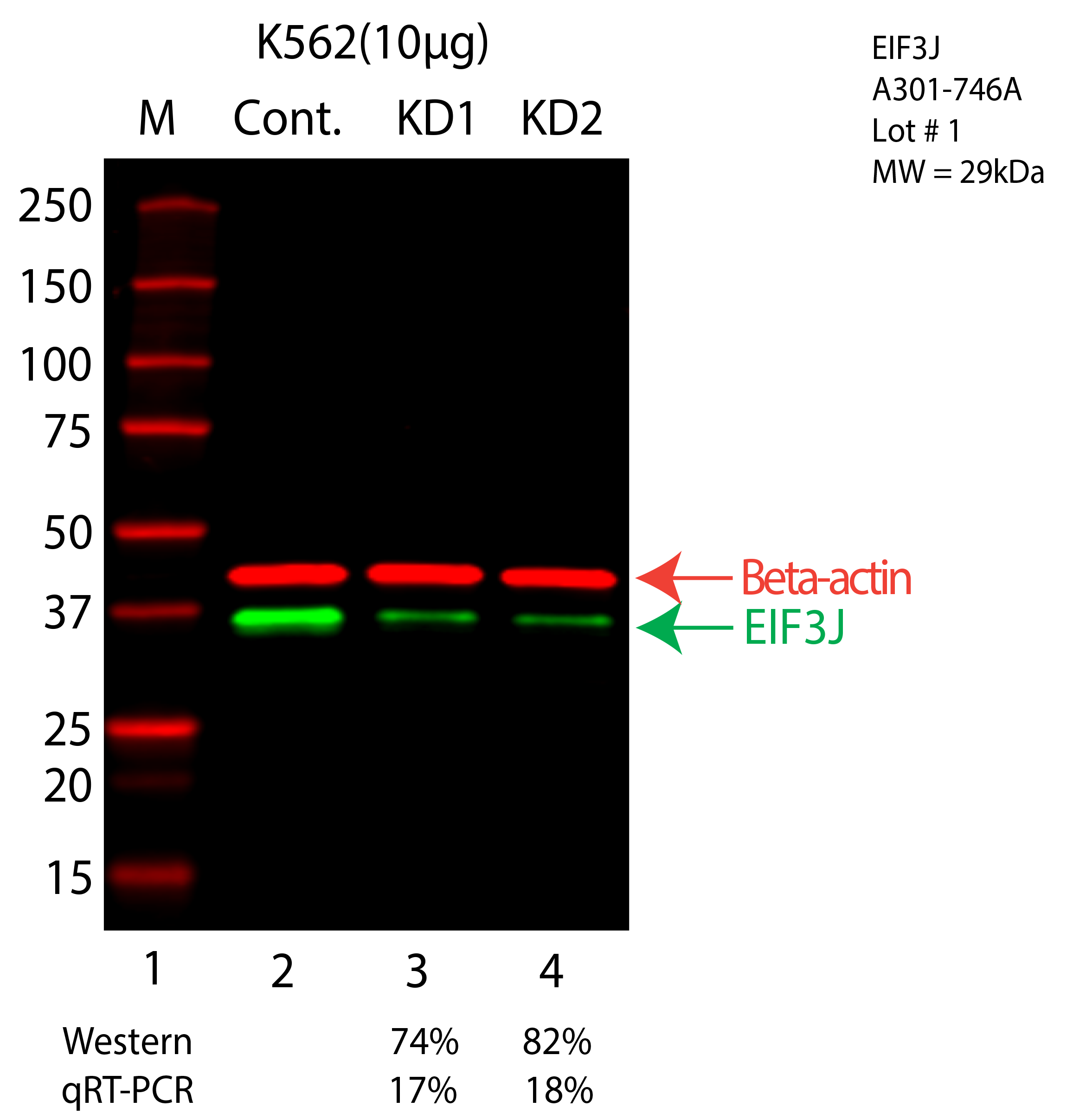 EIF3J-K562-CRISPR-A301-746A.png<br>Caption: Western blot following CRISPR against EIF3J in K562 whole cell lysate using EIF3J specific antibody. Lane 1 is a ladder, lane 2 is K562 non-targeting control knockdown, lane 3 and 4 are two different CRISPR against EIF3J. EIF3J protein appears as the green arrow, Beta-actin serves as a control and appears in red arrow.