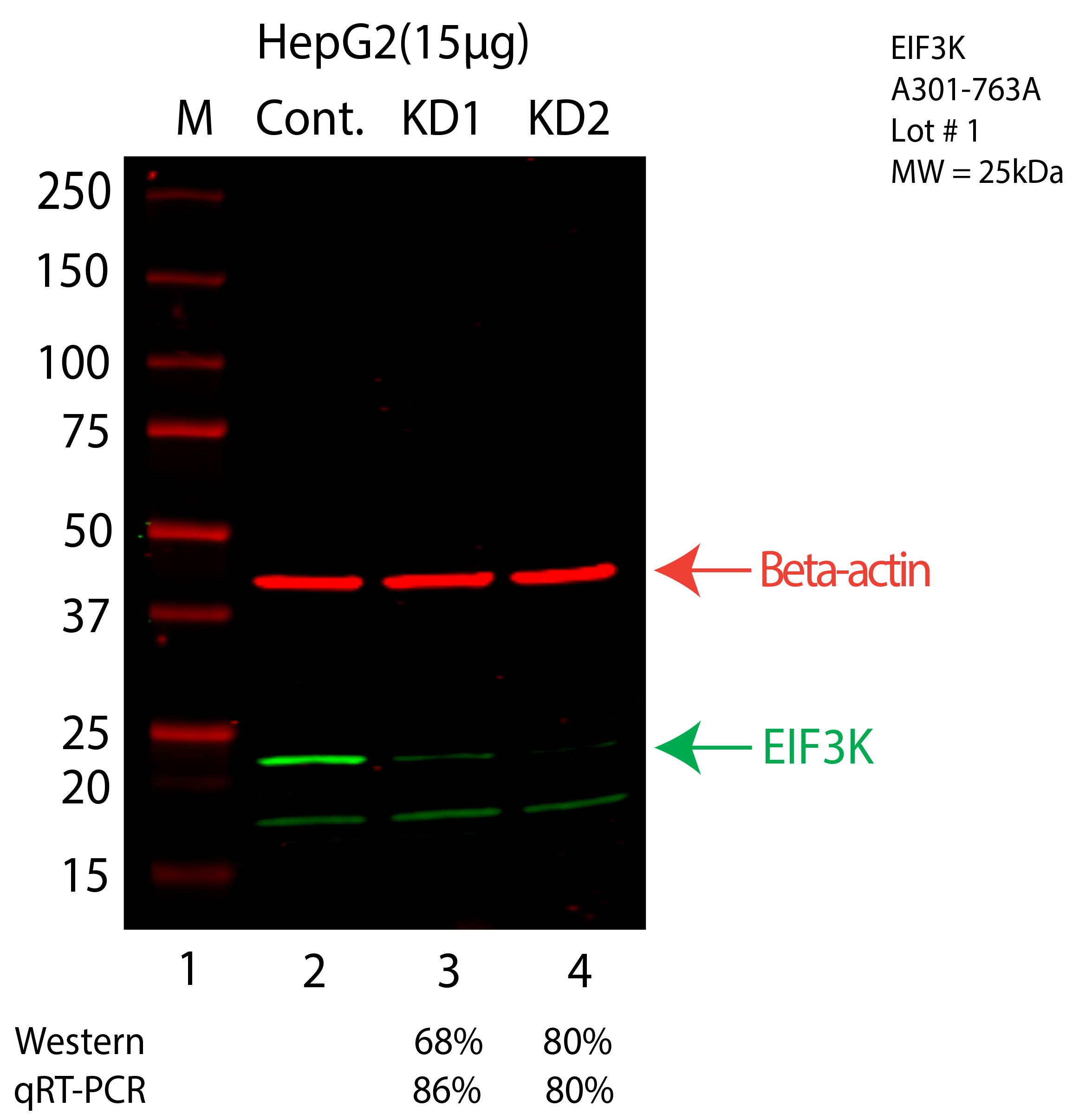 EIF3K-HEPG2-CRISPR-A301-763A.png<br>Caption: Western blot following CRISPR against EIF3K in HepG2 whole cell lysate using EIF3K specific antibody. Lane 1 is a ladder, lane 2 is HepG2 non-targeting control knockdown, lane 3 and 4 are two different CRISPR against EIF3K. EIF3K protein appears as the green arrow, Beta-actin serves as a control and appears in red arrow.