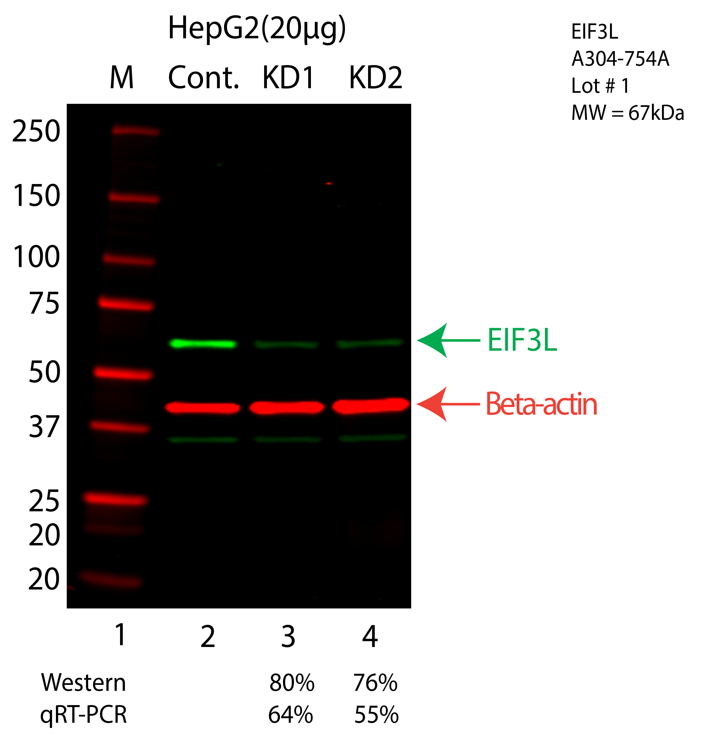 EIF3L-HEPG2-CRISPR-A304-754A.png<br>Caption: Western blot following CRISPR against EIF3L in HepG2 whole cell lysate using EIF3L specific antibody. Lane 1 is a ladder, lane 2 is HepG2 non-targeting control knockdown, lane 3 and 4 are two different CRISPR against EIF3L. EIF3L protein appears as the green arrow, Beta-actin serves as a control and appears in red arrow.