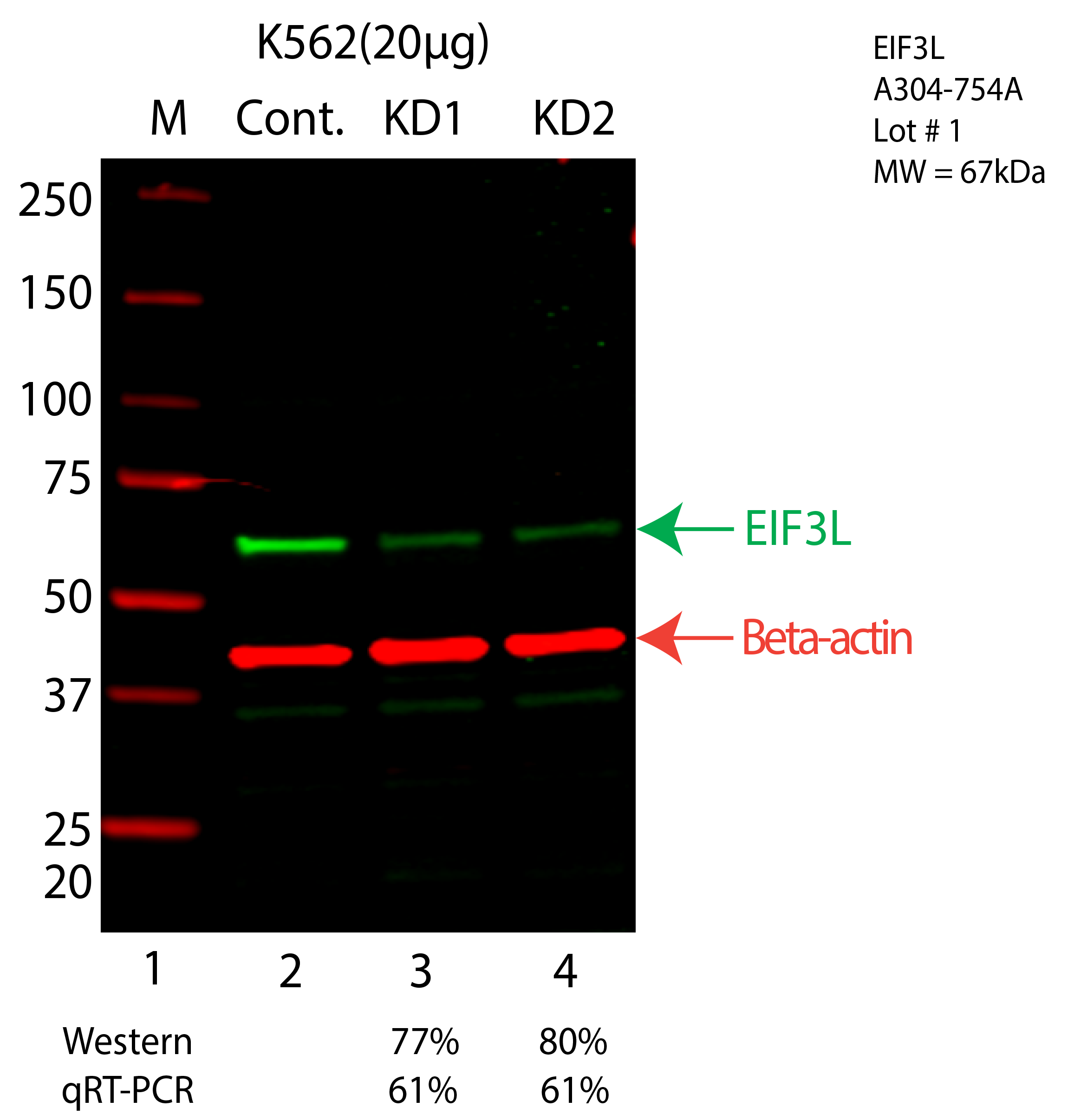 EIF3L-K562-CRISPR-A304-754A.png<br>Caption: Western blot following CRISPR against EIF3L in K562 whole cell lysate using EIF3L specific antibody. Lane 1 is a ladder, lane 2 is K562 non-targeting control knockdown, lane 3 and 4 are two different CRISPR against EIF3L. EIF3L protein appears as the green arrow, Beta-actin serves as a control and appears in red arrow.