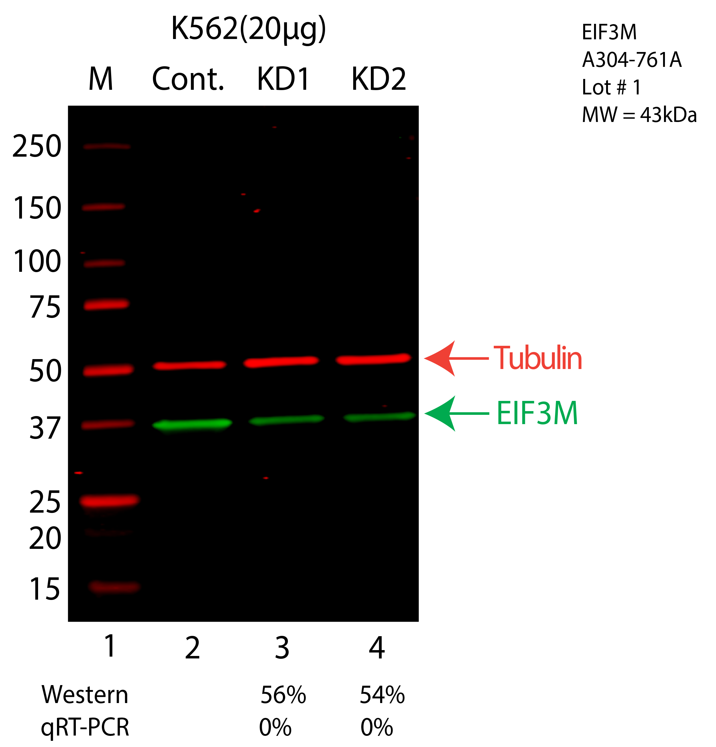 EIF3M-HEPG2-CRISPR-A304-761A.png<br>Caption: Western blot following CRISPR against EIF3M in HepG2 whole cell lysate using EIF3M specific antibody. Lane 1 is a ladder, lane 2 is HepG2 non-targeting control knockdown, lane 3 and 4 are two different CRISPR against EIF3M. EIF3M protein appears as the green arrow, Tubulin serves as a control and appears in red arrow.