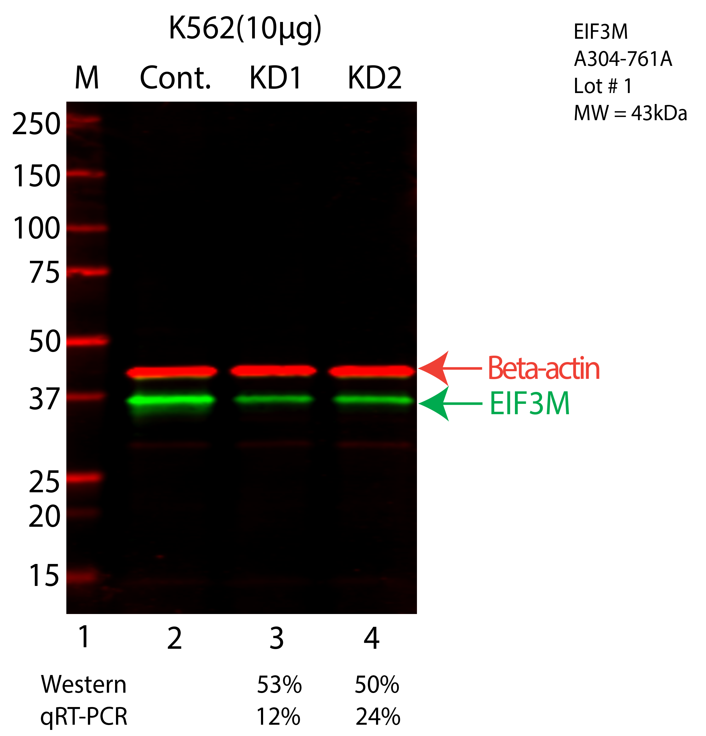 EIF3M-K562-CRISPR-A304-761A.png<br>Caption: Western blot following CRISPR against EIF3M in K562 whole cell lysate using EIF3M specific antibody. Lane 1 is a ladder, lane 2 is K562 non-targeting control knockdown, lane 3 and 4 are two different CRISPR against EIF3M. EIF3M protein appears as the green arrow, Beta-actin serves as a control and appears in red arrow.