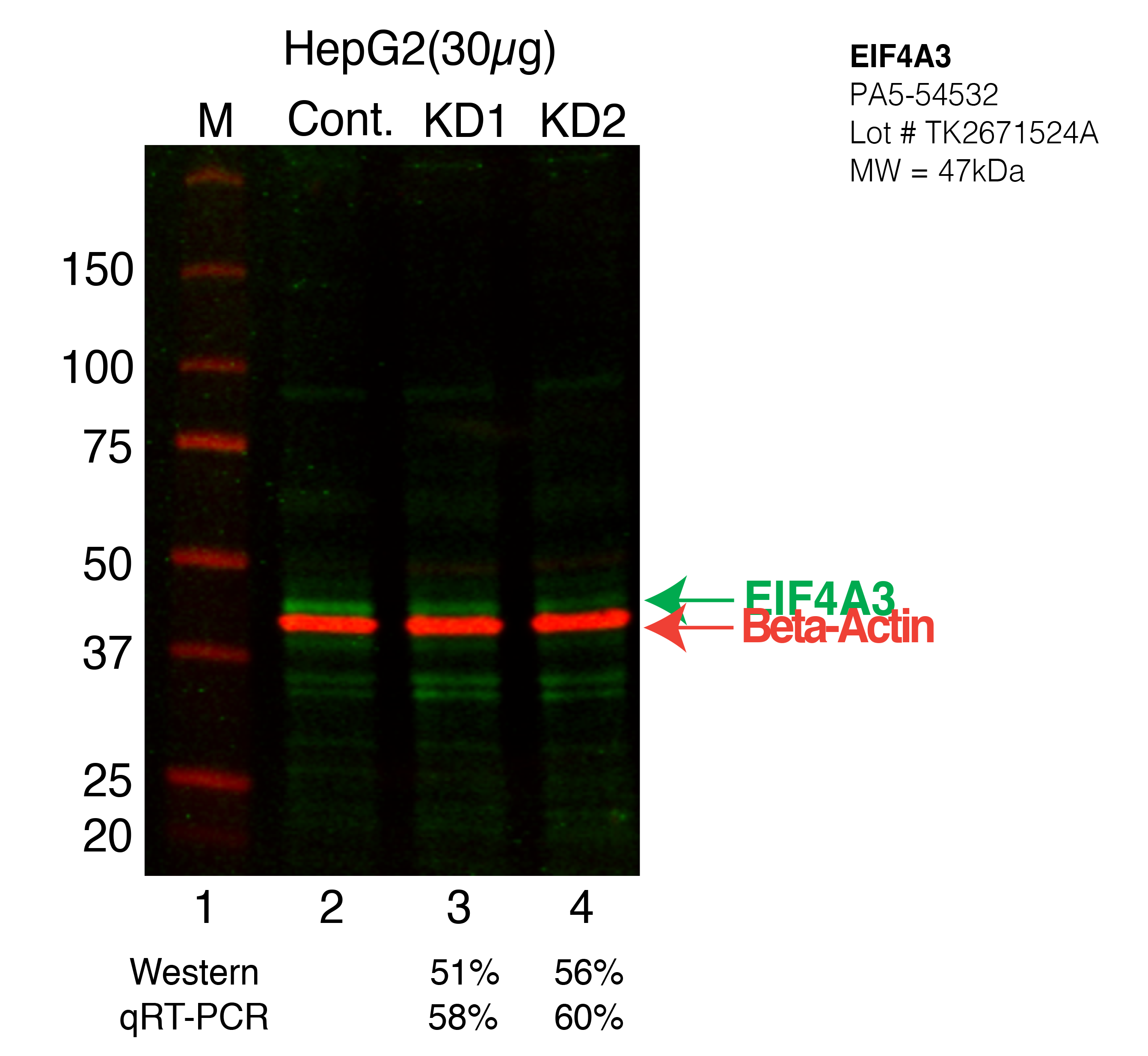 EIF4A3-HEPG2-CRISPR-PA5-54532.png<br>Caption: Western blot following CRISPR against EIF4A3 in HepG2 whole cell lysate using EIF4A3 specific antibody. Lane 1 is a ladder, lane 2 is HepG2 non-targeting control knockdown, lane 3 and 4 are two different CRISPR against EIF4A3. EIF4A3 protein appears as the green arrow, Beta-actin serves as a control and appears in red arrow.