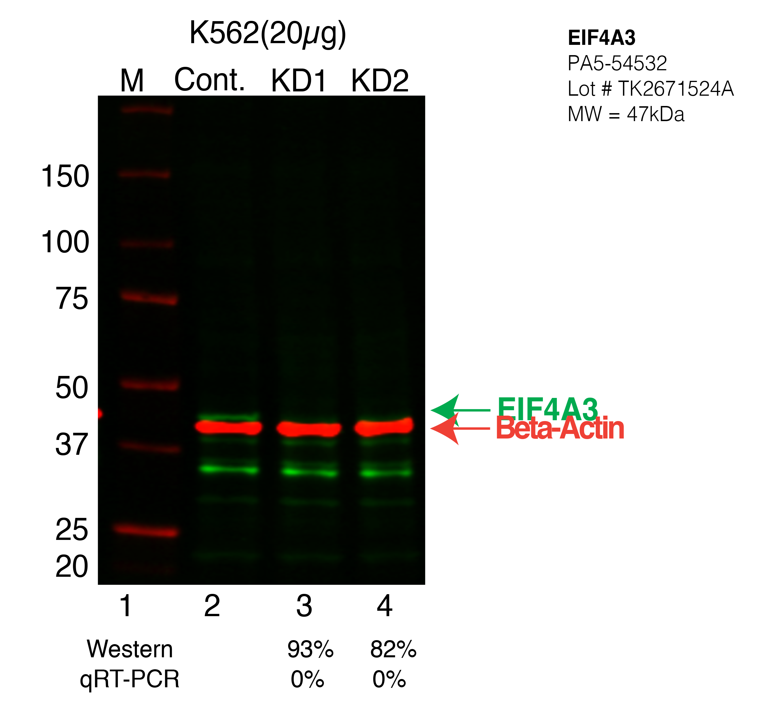 EIF4A3-K562-CRISPR-PA5-54532.png<br>Caption: Western blot following CRISPR against EIF4A3 in K562 whole cell lysate using EIF4A3 specific antibody. Lane 1 is a ladder, lane 2 is K562 non-targeting control knockdown, lane 3 and 4 are two different CRISPR against EIF4A3. EIF4A3 protein appears as the green arrow, Beta-actin serves as a control and appears in red arrow.