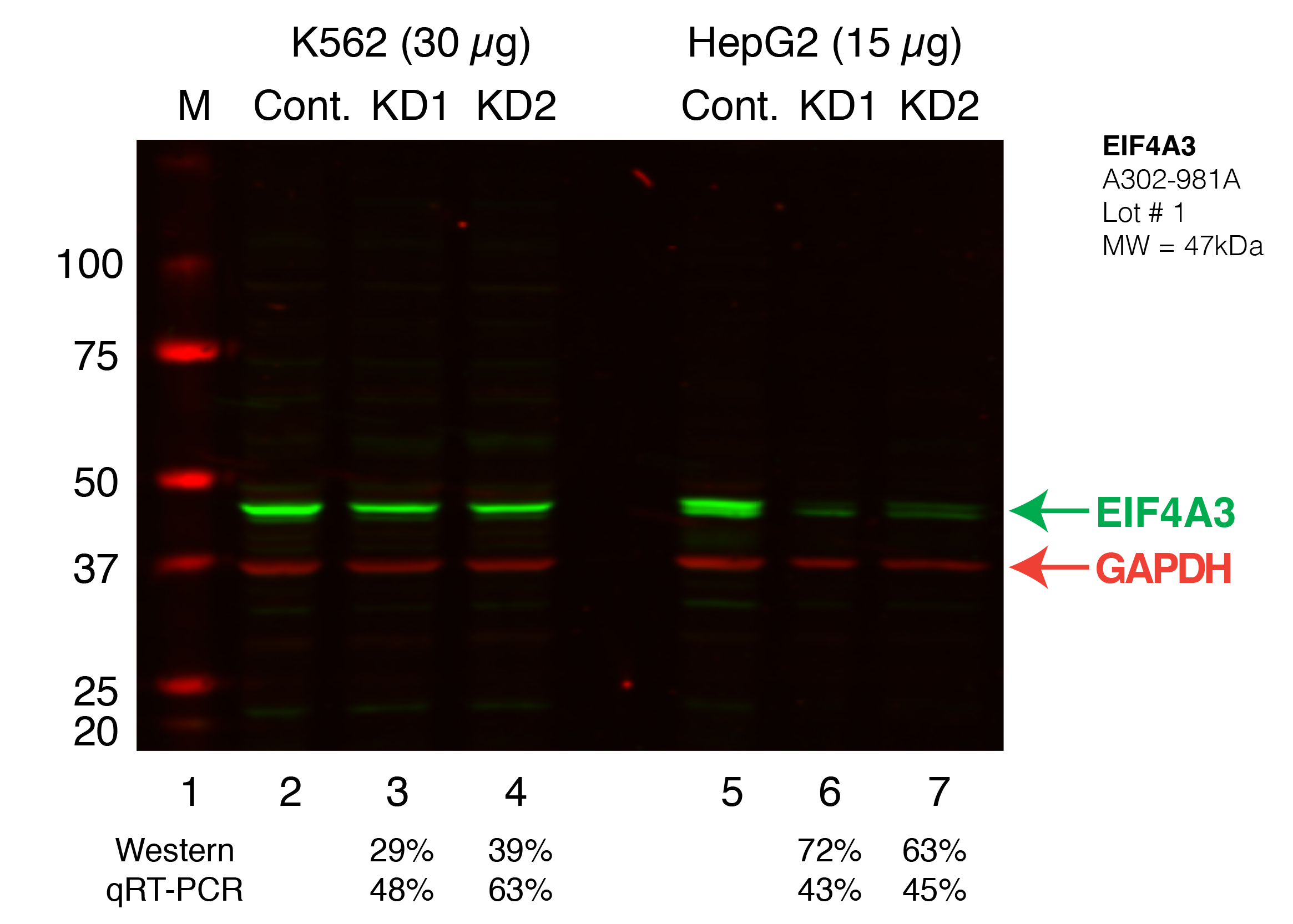 EIF4A3_Secondary_Western.png<br>Caption: Western blot following shRNA against EIF4A3 in K562 and HepG2 whole cell lysate using EIF4A3 specific antibody. Lane 1 is a ladder, lane 2 is K562 non-targeting control knockdown, lane 2 and 3 are two different shRNAs against EIF4A3. Lanes 5-7 follow the same pattern, but in HepG2. EIF4A3 protein appears as the green band, GAPDH serves as a control and appears in red.