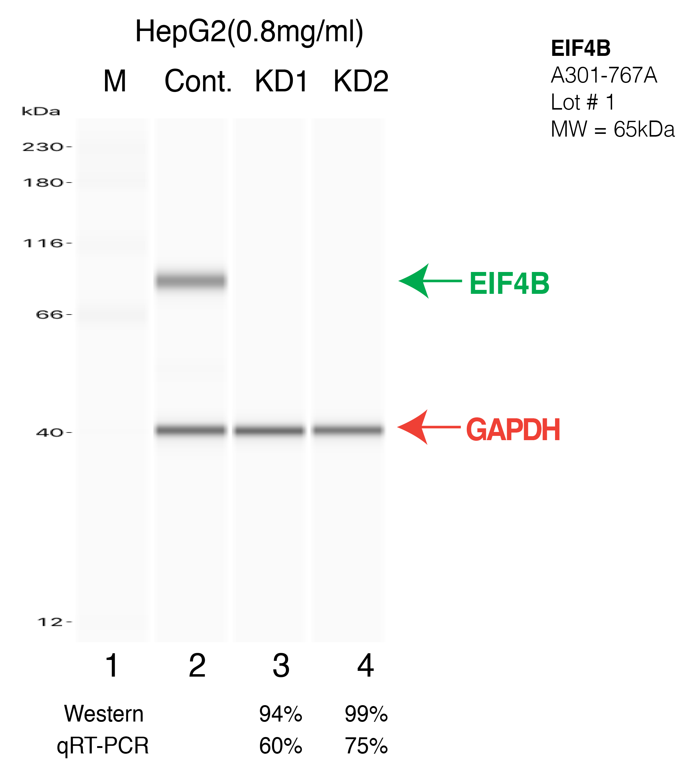 EIF4B-HEPG2-CRISPR.png<br>Caption: Western blot following CRISPR against EIF4B in HepG2 whole cell lysate using EIF4B specific antibody. Lane 1 is a ladder, lane 2 is HepG2 non-targeting control knockdown, lane 3 and 4 are two different CRISPR against EIF4B.EIF4B protein appears as the green arrow, GAPDH serves as a control and appears in red arrow.