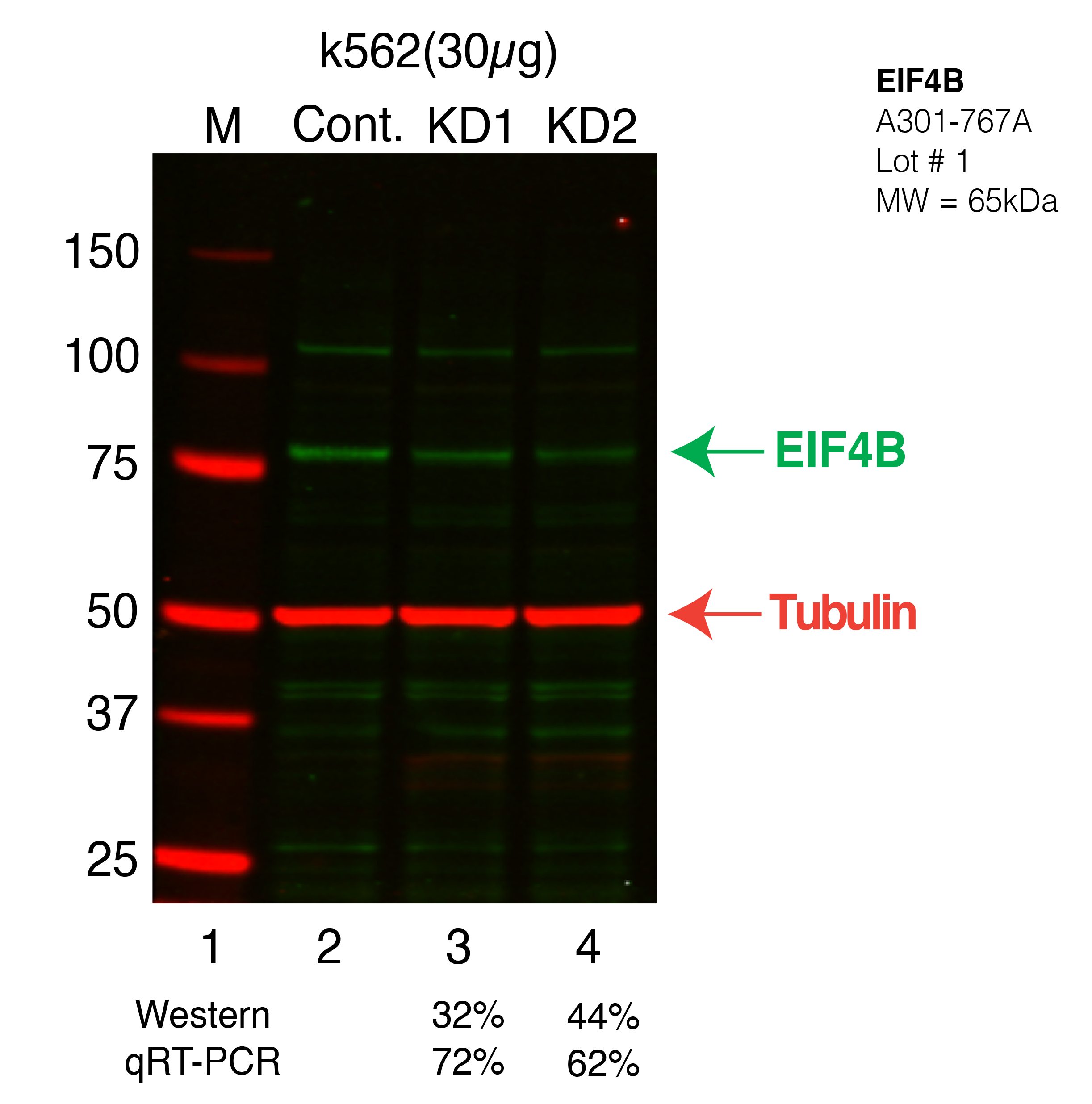 EIF4B-k562.png<br>Caption: Western blot following shRNA against EIF4B in K562 whole cell lysate using EIF4B specific antibody. Lane 1 is a ladder, lane 2 is K562 non-targeting control knockdown, lane 3 and 4 are two different shRNA against EIF4B. EIF4B protein appears as the green arrow, Tubulin serves as a control and appears in red arrow.