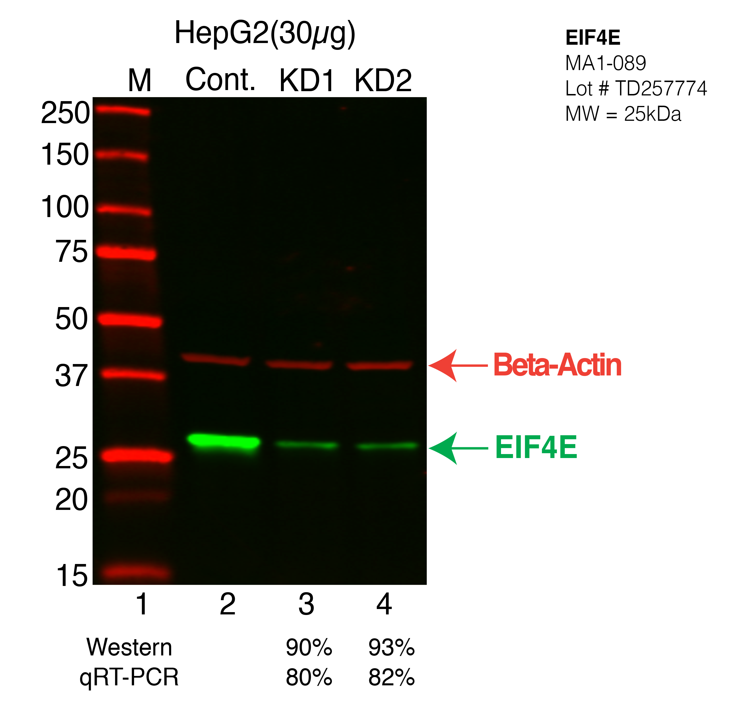 EIF4E-HEPG2-CRISPR-MA1-089.png<br>Caption: Western blot following CRISPR against EIF4E in HepG2 whole cell lysate using EIF4E specific antibody. Lane 1 is a ladder, lane 2 is HepG2 non-targeting control knockdown, lane 3 and 4 are two different CRISPR against EIF4E. EIF4E protein appears as the green arrow, Beta-actin serves as a control and appears in red arrow.