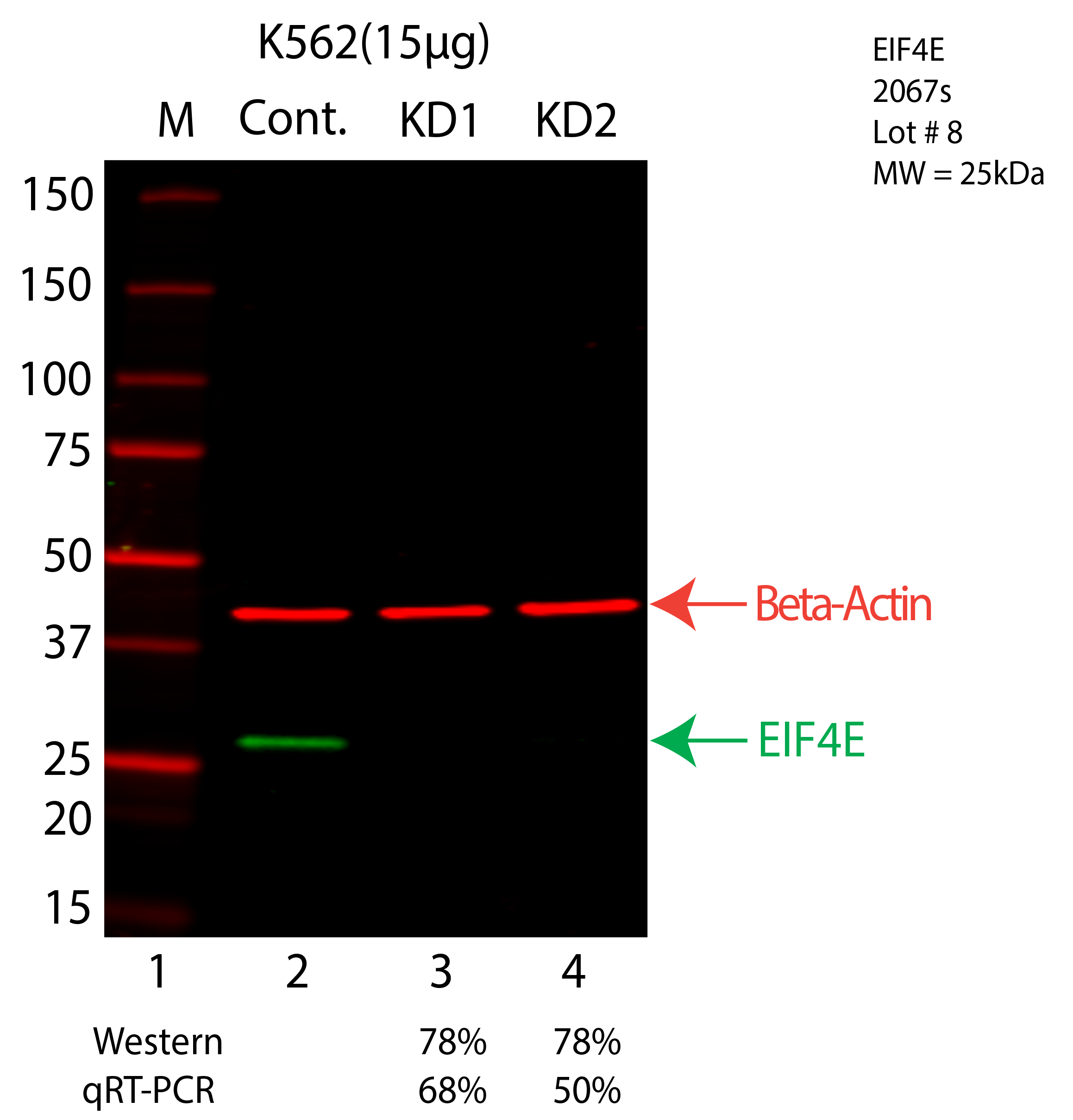 EIF4E-K562-CRISPR-2067s.png<br>Caption: Western blot following CRISPR against EIF4E in K562 whole cell lysate using EIF4E specific antibody. Lane 1 is a ladder, lane 2 is K562 non-targeting control knockdown, lane 3 and 4 are two different CRISPR against EIF4E. EIF4E protein appears as the green arrow, Beta-actin serves as a control and appears in red arrow.