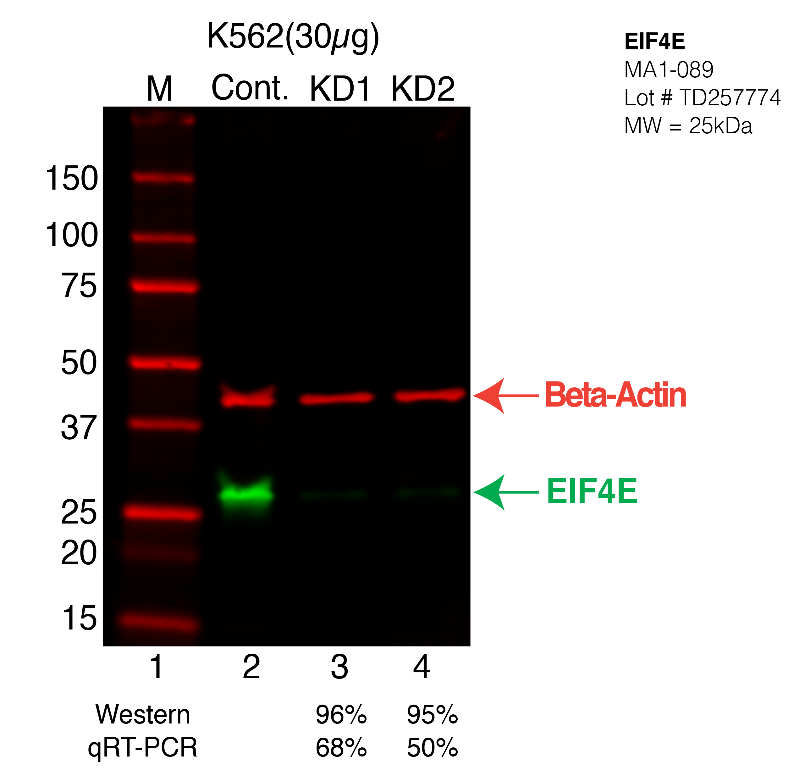 EIF4E-K562-CRISPR-MA1-089.png<br>Caption: Western blot following CRISPR against EIF4E in K562 whole cell lysate using EIF4E specific antibody. Lane 1 is a ladder, lane 2 is K562 non-targeting control knockdown, lane 3 and 4 are two different CRISPR against EIF4E. EIF4E protein appears as the green arrow, Beta-actin serves as a control and appears in red arrow.