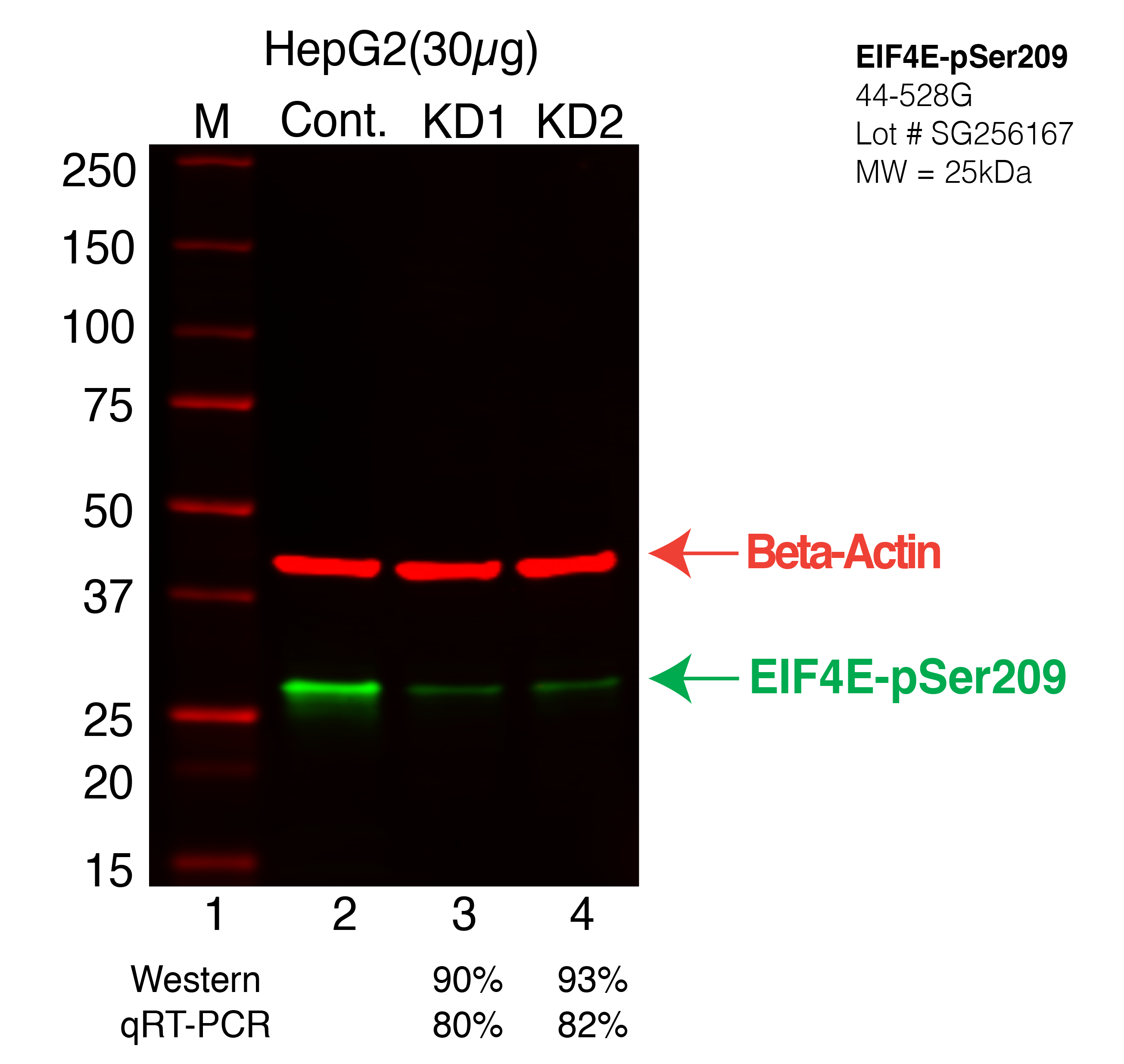 EIF4E-pSer209-HEPG2-CRISPR-44-528G.png<br>Caption: Western blot following CRISPR against EIF4E-pSer209 in HepG2 whole cell lysate using EIF4E-pSer209 specific antibody. Lane 1 is a ladder, lane 2 is HepG2 non-targeting control knockdown, lane 3 and 4 are two different CRISPR against EIF4E-pSer209. EIF4E-pSer209 protein appears as the green arrow, Beta-actin serves as a control and appears in red arrow.