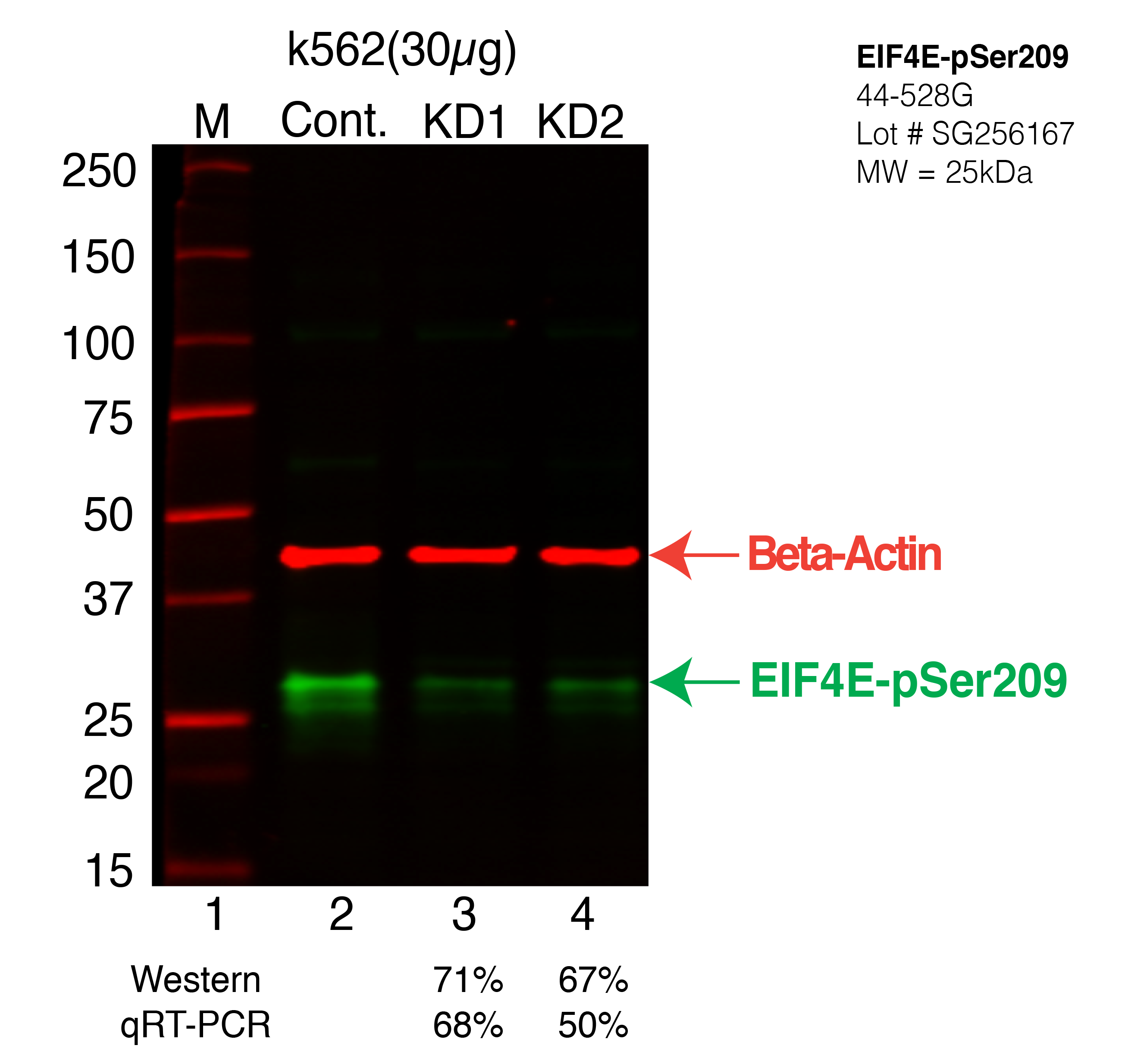 EIF4E-pSer209-k562-CRISPR-44-528G.png<br>Caption: Western blot following CRISPR against EIF4E-pSer209 in K562 whole cell lysate using EIF4E-pSer209 specific antibody. Lane 1 is a ladder, lane 2 is K562 non-targeting control knockdown, lane 3 and 4 are two different CRISPR against EIF4E-pSer209. EIF4E-pSer209 protein appears as the green arrow, Beta-actin serves as a control and appears in red arrow.