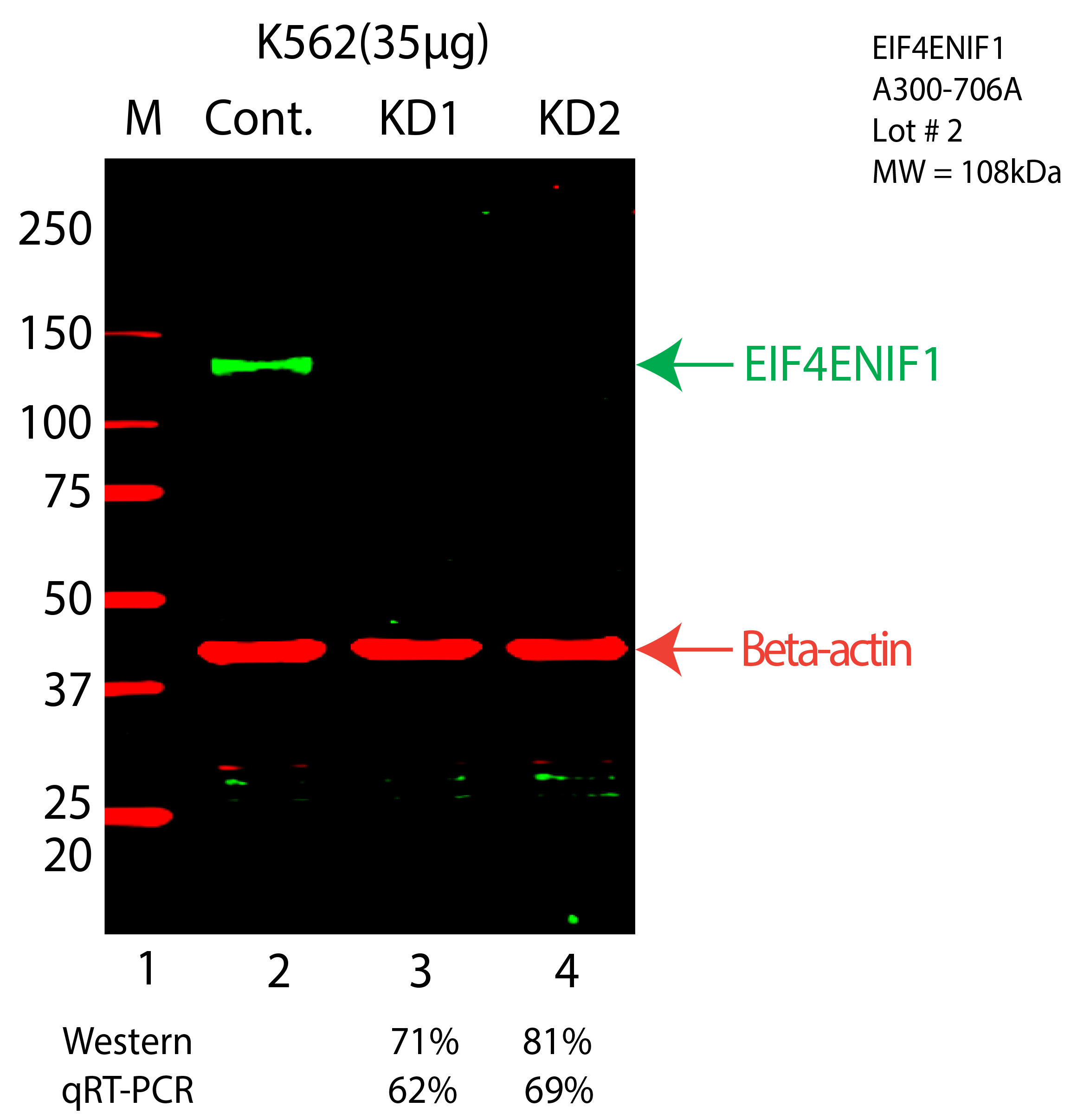 EIF4ENIF1-K562-CRISPR-A300-706A.png<br>Caption: Western blot following CRISPR against EIF4ENIF1 in K562 whole cell lysate using EIF4ENIF1 specific antibody. Lane 1 is a ladder, lane 2 is K562 non-targeting control knockdown, lane 3 and 4 are two different CRISPR against EIF4ENIF1. EIF4ENIF1 protein appears as the green arrow, Beta-actin serves as a control and appears in red arrow.