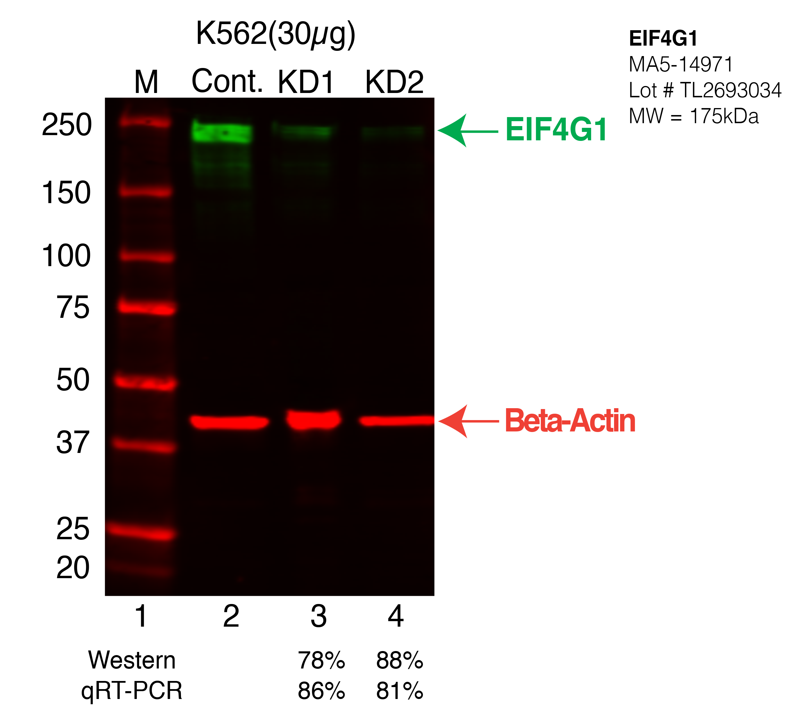 EIF4G1-K562-MA5-14971.png<br>Caption: Western blot following shRNA against EIF4G1 in K562 whole cell lysate using EIF4G1 specific antibody. Lane 1 is a ladder, lane 2 is K562 non-targeting control knockdown, lane 3 and 4 are two different shRNA against EIF4G1. EIF4G1 protein appears as the green arrow, Beta-actin serves as a control and appears in red arrow.