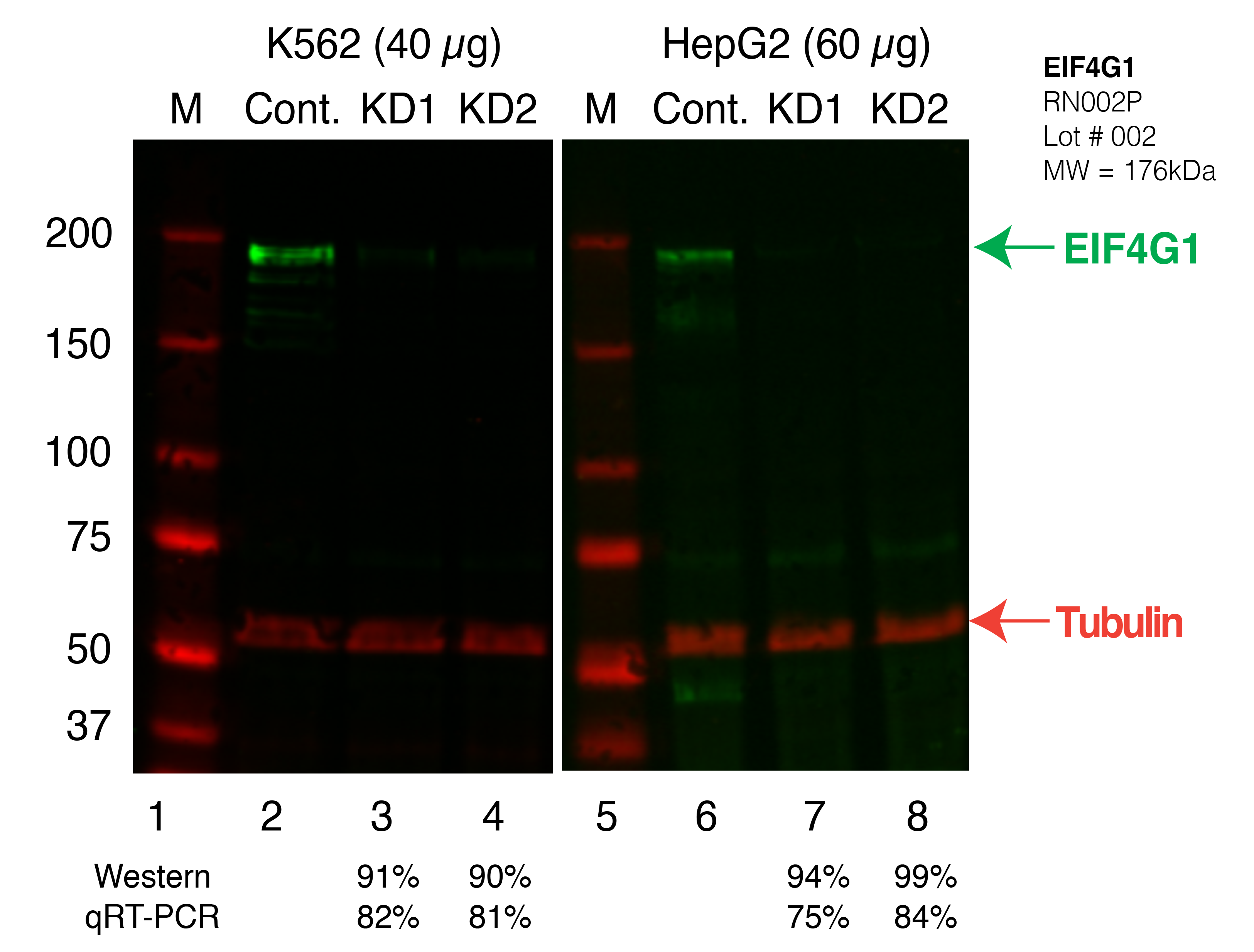 EIF4G1_Secondary_Western.png<br>Caption: Western blot following shRNA against EIF4G1 in K562 and HepG2 whole cell lysate using EIF4G1 specific antibody. Lane 1 is a ladder, lane 2 is K562 non-targeting control knockdown, lane 3 and 4 are two different shRNAs against EIF4G1. Lanes 5-8 follow the same pattern, but in HepG2. EIF4G1 protein appears as the green band, Tubulin serves as a control and appears in red.