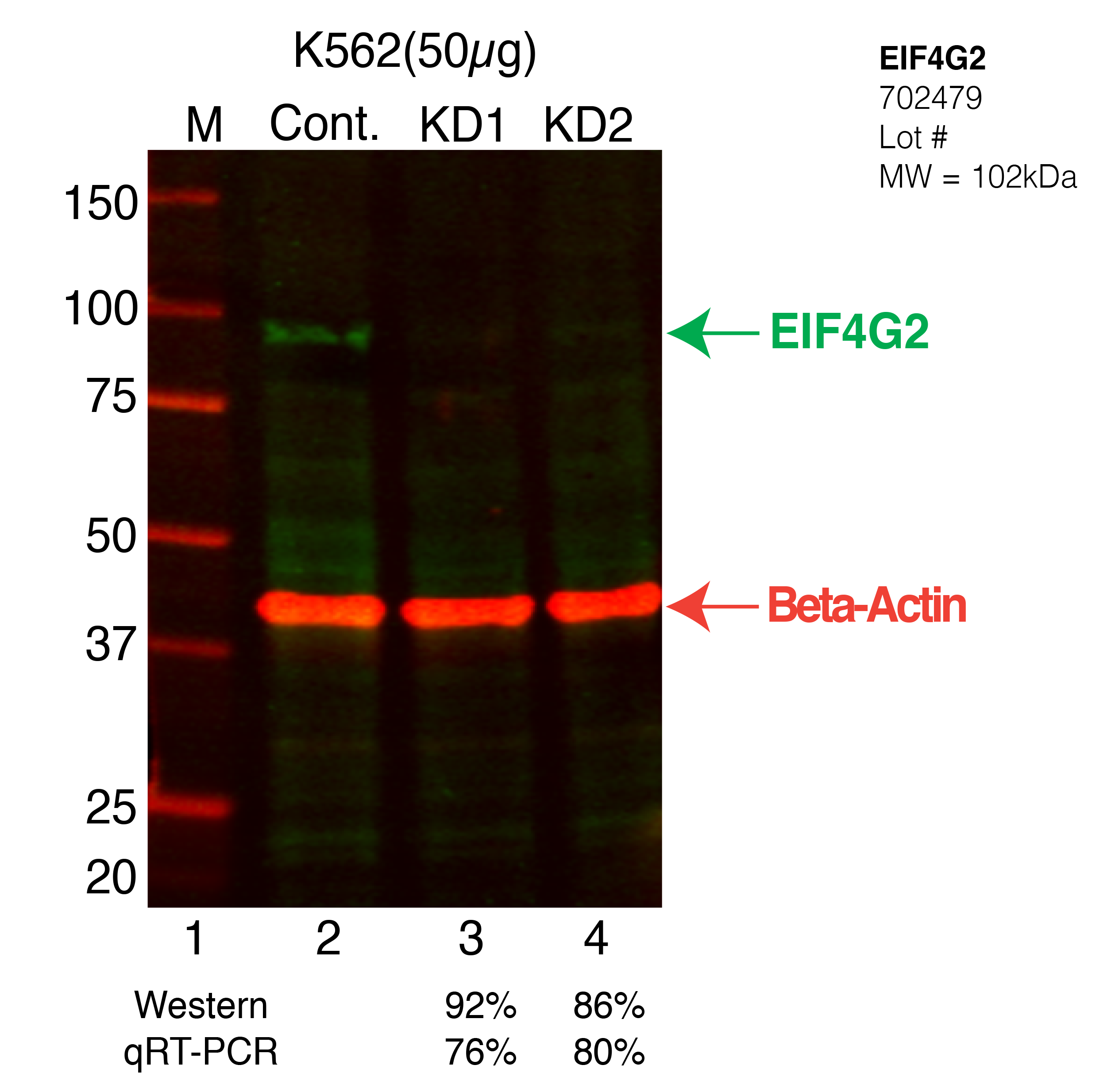 EIF4G2-K562-702479.png<br>Caption: Western blot following shRNA against EIF4G2 in K562 whole cell lysate using EIF4G2 specific antibody. Lane 1 is a ladder, lane 2 is K562 non-targeting control knockdown, lane 3 and 4 are two different shRNA against EIF4G2. EIF4G2 protein appears as the green arrow, Beta-actin serves as a control and appears in red arrow.