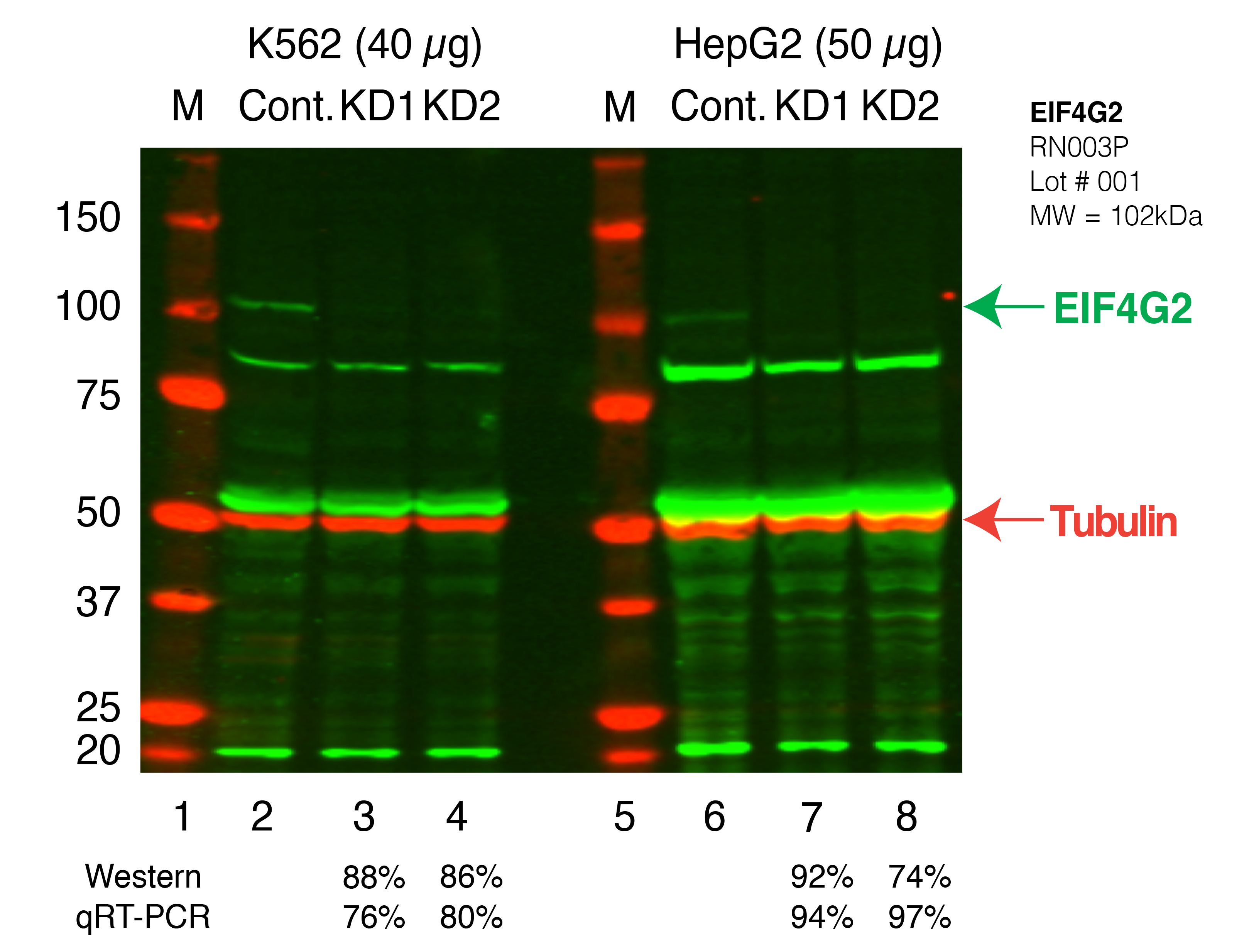 EIF4G2_Secondary_Western.png<br>Caption: Western blot following shRNA against EIF4G2 in K562 and HepG2 whole cell lysate using EIF4G2 specific antibody. Lane 1 is a ladder, lane 2 is K562 non-targeting control knockdown, lane 3 and 4 are two different shRNAs against EIF4G2. Lanes 5-8 follow the same pattern, but in HepG2. EIF4G2 protein appears as the green band, Tubulin serves as a control and appears in red.