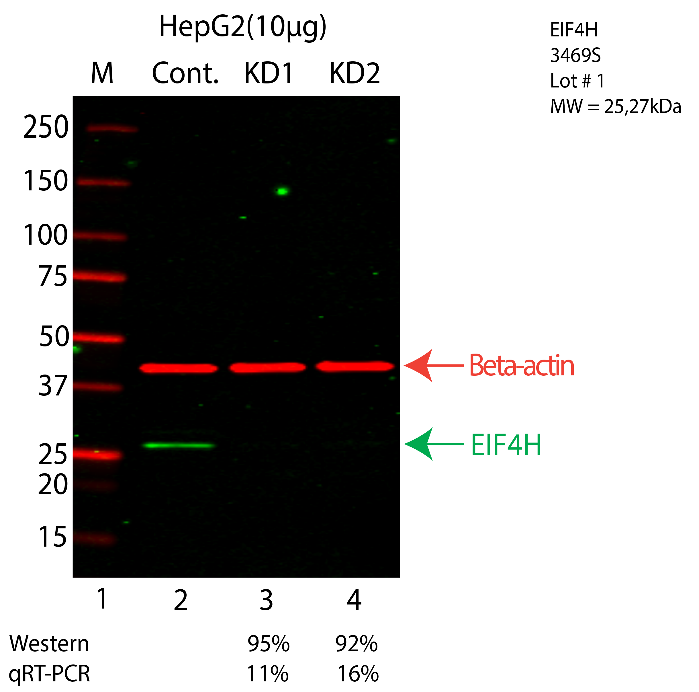 EIF4H-HEPG2-CRISPR-3469S.png<br>Caption: Western blot following CRISPR against EIF4H in HepG2 whole cell lysate using EIF4H specific antibody. Lane 1 is a ladder, lane 2 is HepG2 non-targeting control knockdown, lane 3 and 4 are two different CRISPR against EIF4H. EIF4H protein appears as the green arrow, Beta-actin serves as a control and appears in red arrow.