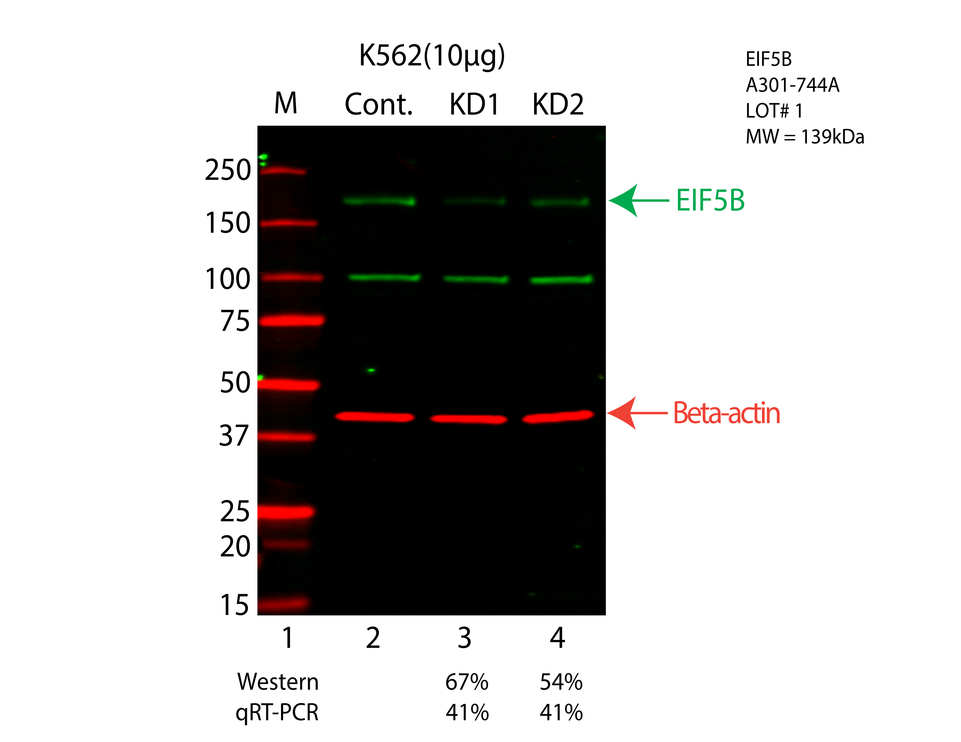 EIF5B-K562-CRISPR-A301-744A.png<br>Caption: Western blot following CRISPR against EIF5B in K562 whole cell lysate using EIF5B specific antibody. Lane 1 is a ladder, lane 2 is K562 non-targeting control knockdown, lane 3 and 4 are two different CRISPR against EIF5B. EIF5B protein appears as the green arrow, Beta-actin serves as a control and appears in red arrow.