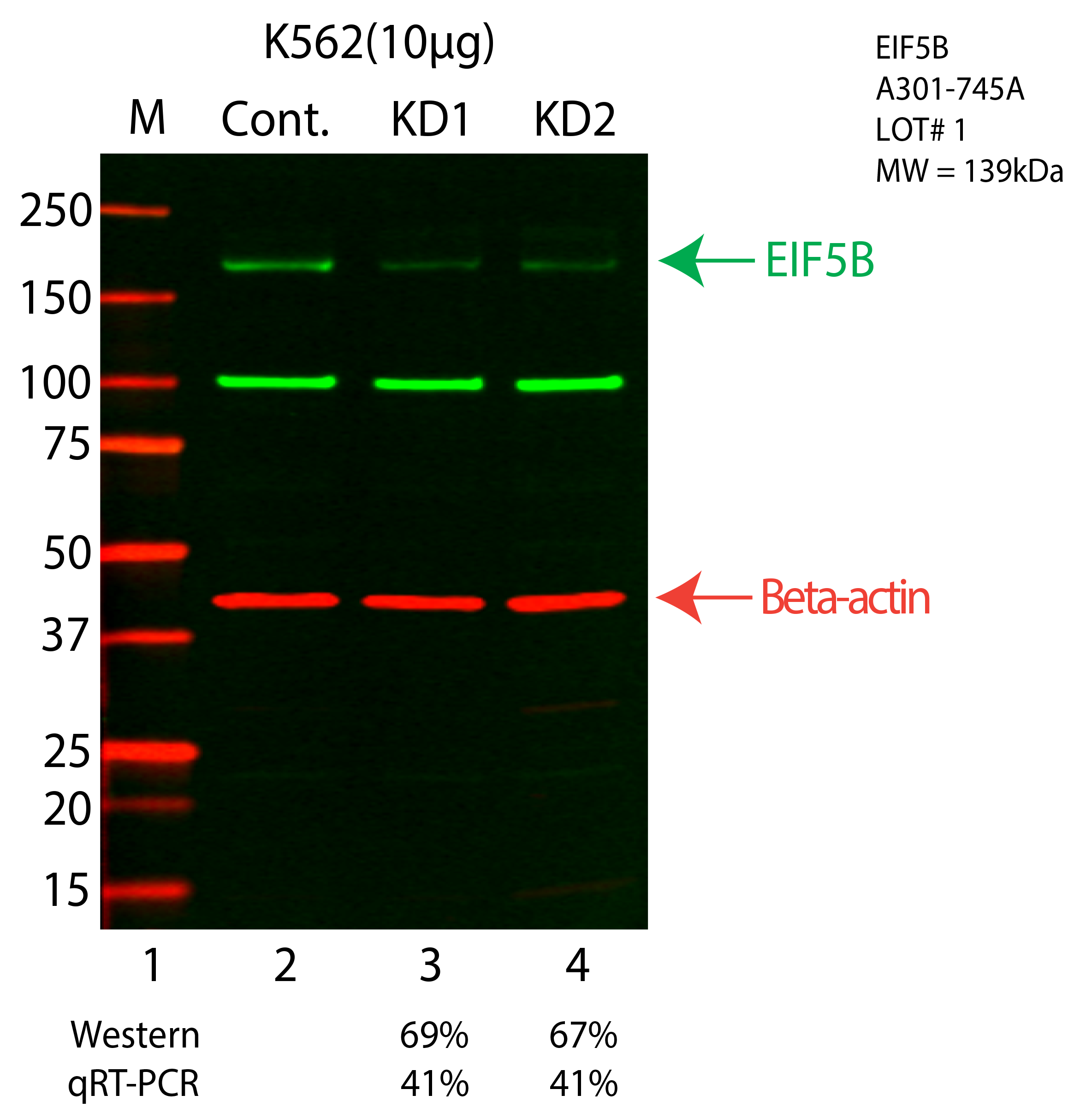 EIF5B-K562-CRISPR-A301-745A.png<br>Caption: Western blot following CRISPR against EIF5B in K562 whole cell lysate using EIF5B specific antibody. Lane 1 is a ladder, lane 2 is K562 non-targeting control knockdown, lane 3 and 4 are two different CRISPR against EIF5B. EIF5B protein appears as the green arrow, Beta-actin serves as a control and appears in red arrow.