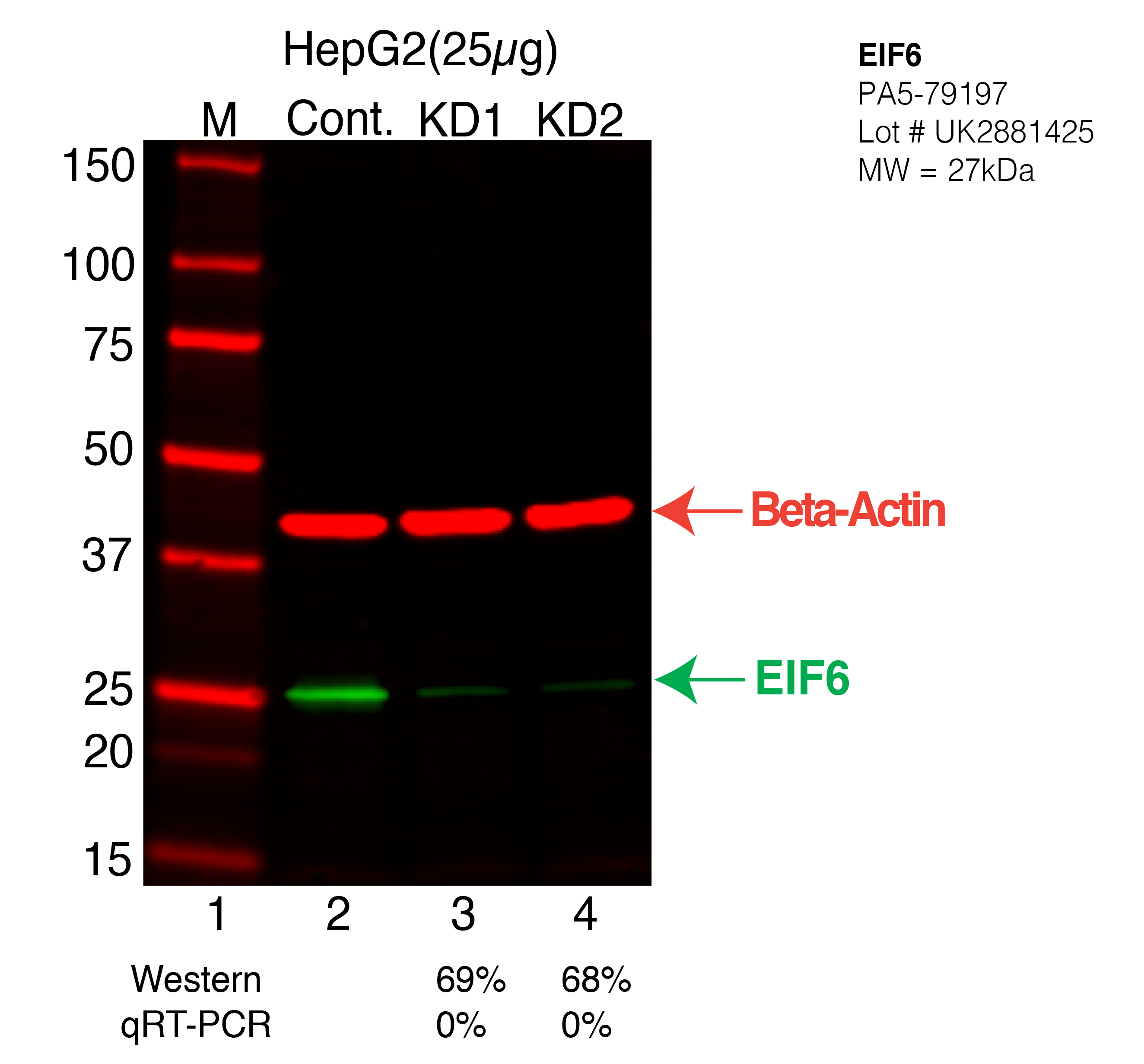 EIF6-HEPG2-CRISPR-PA5-79197.png<br>Caption: Western blot following CRISPR against EIF6 in HepG2 whole cell lysate using EIF6 specific antibody. Lane 1 is a ladder, lane 2 is HepG2 non-targeting control knockdown, lane 3 and 4 are two different CRISPR against EIF6. EIF6 protein appears as the green arrow, Beta-actin serves as a control and appears in red arrow.