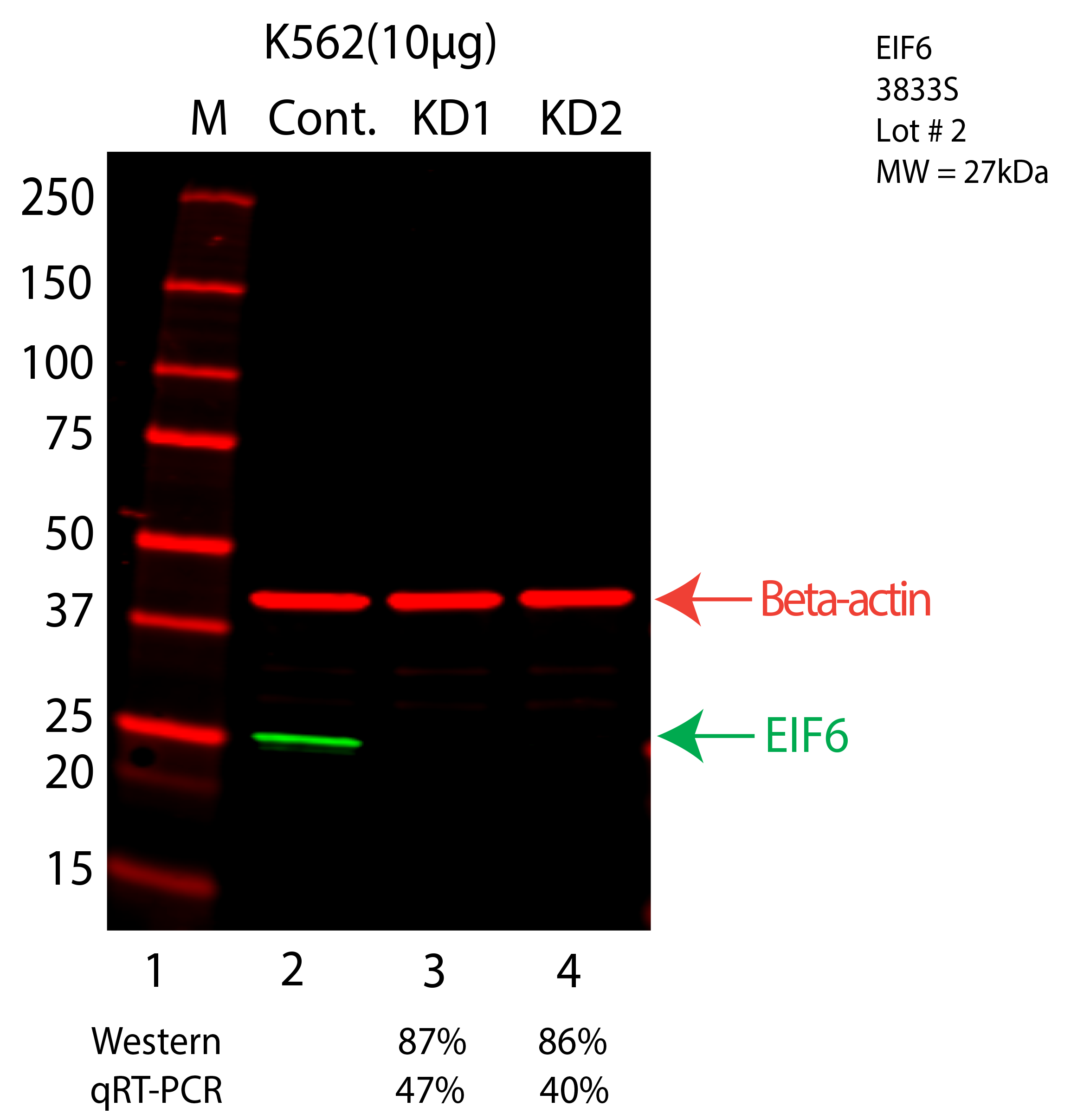 EIF6-K562-CRISPR-3833S.png<br>Caption: Western blot following CRISPR against EIF6 in K562 whole cell lysate using EIF6 specific antibody. Lane 1 is a ladder, lane 2 is K562 non-targeting control knockdown, lane 3 and 4 are two different CRISPR against EIF6. EIF6 protein appears as the green arrow, Beta-actin serves as a control and appears in red arrow.